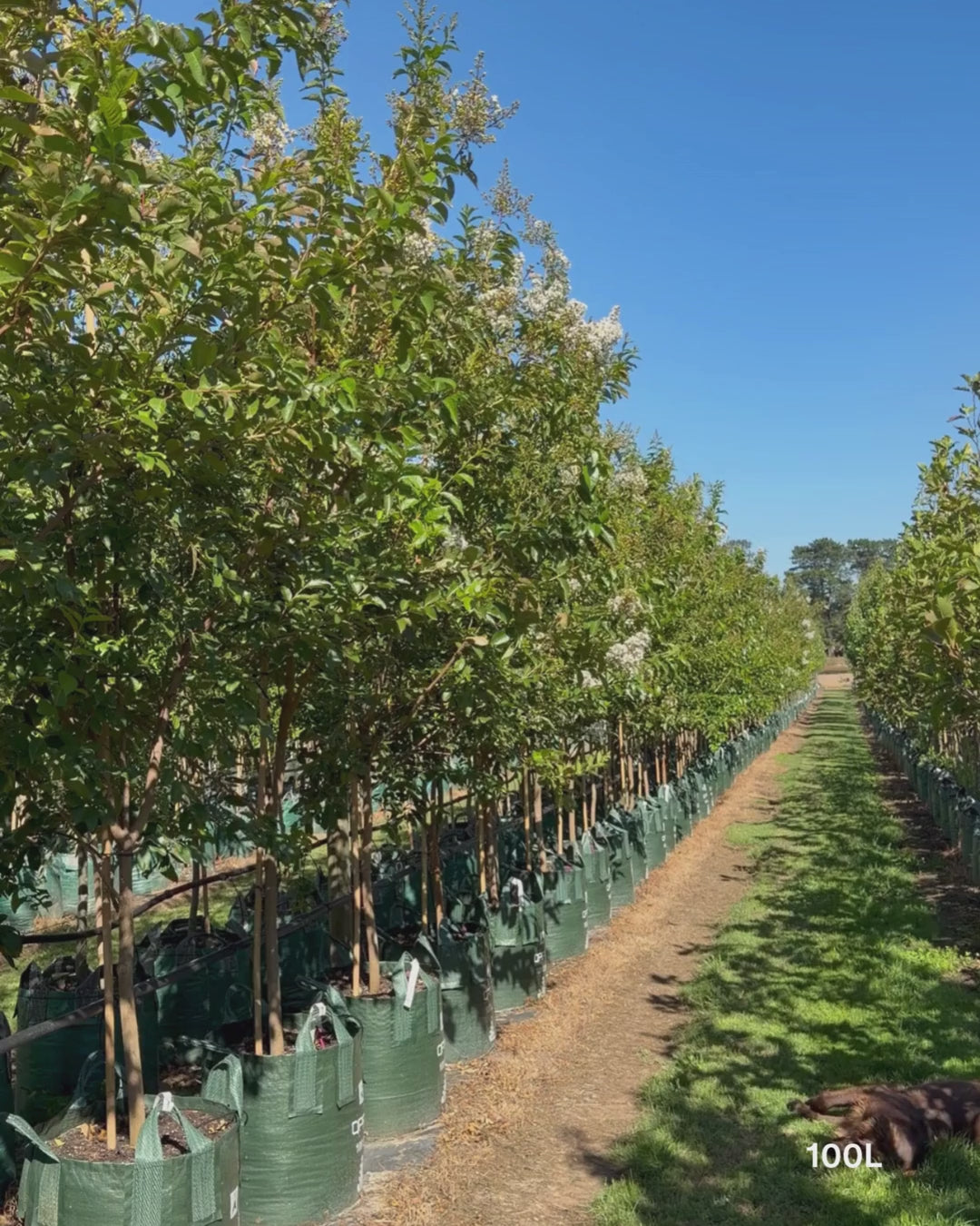 Load video: Lagerstroemia indica 'Natchez' (White) - Crepe Myrtle