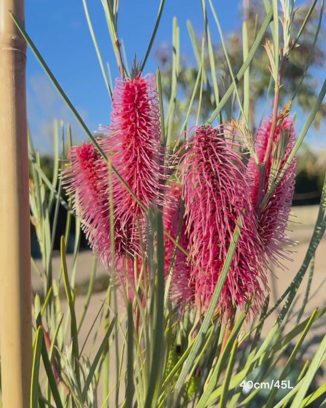 Load video: Hakea bucculenta – Red Pokers