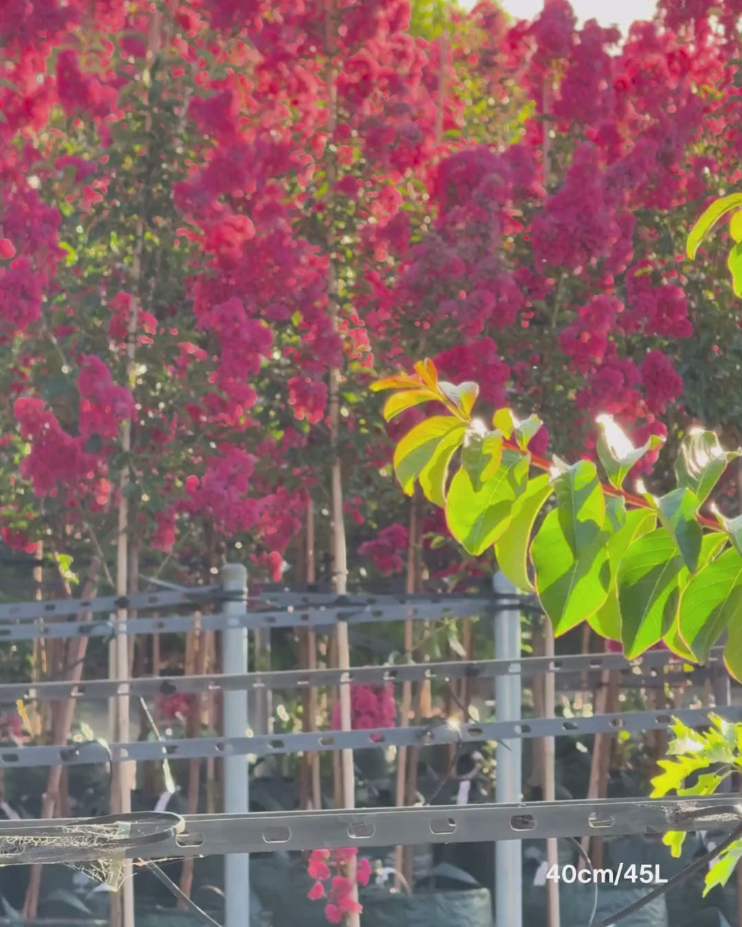 Load video: Lagerstroemia indica 'Tuscarora' - Dark Pink Crepe Myrtle