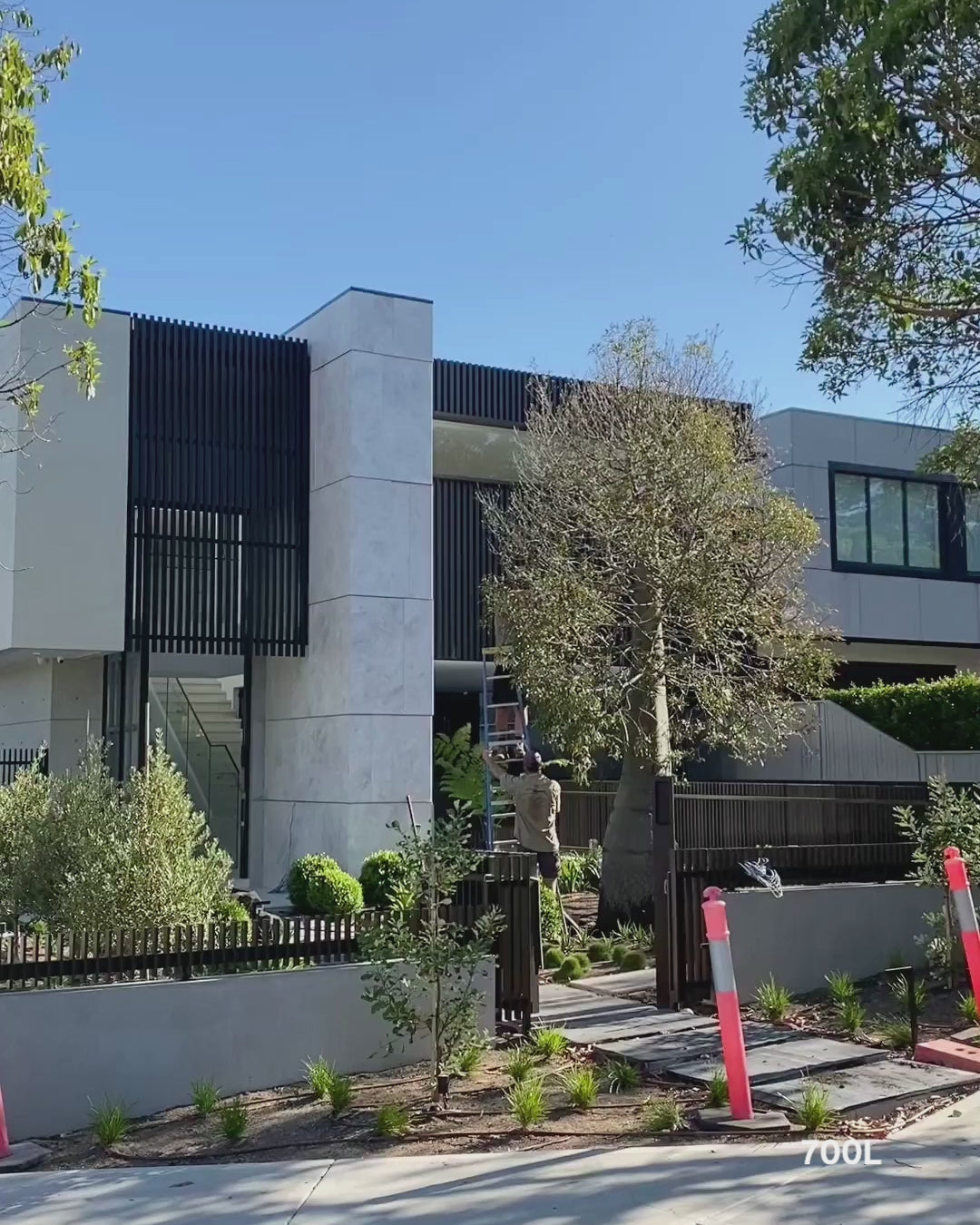 Load video: Brachychiton acerifolius (Illawarra Flame Tree)