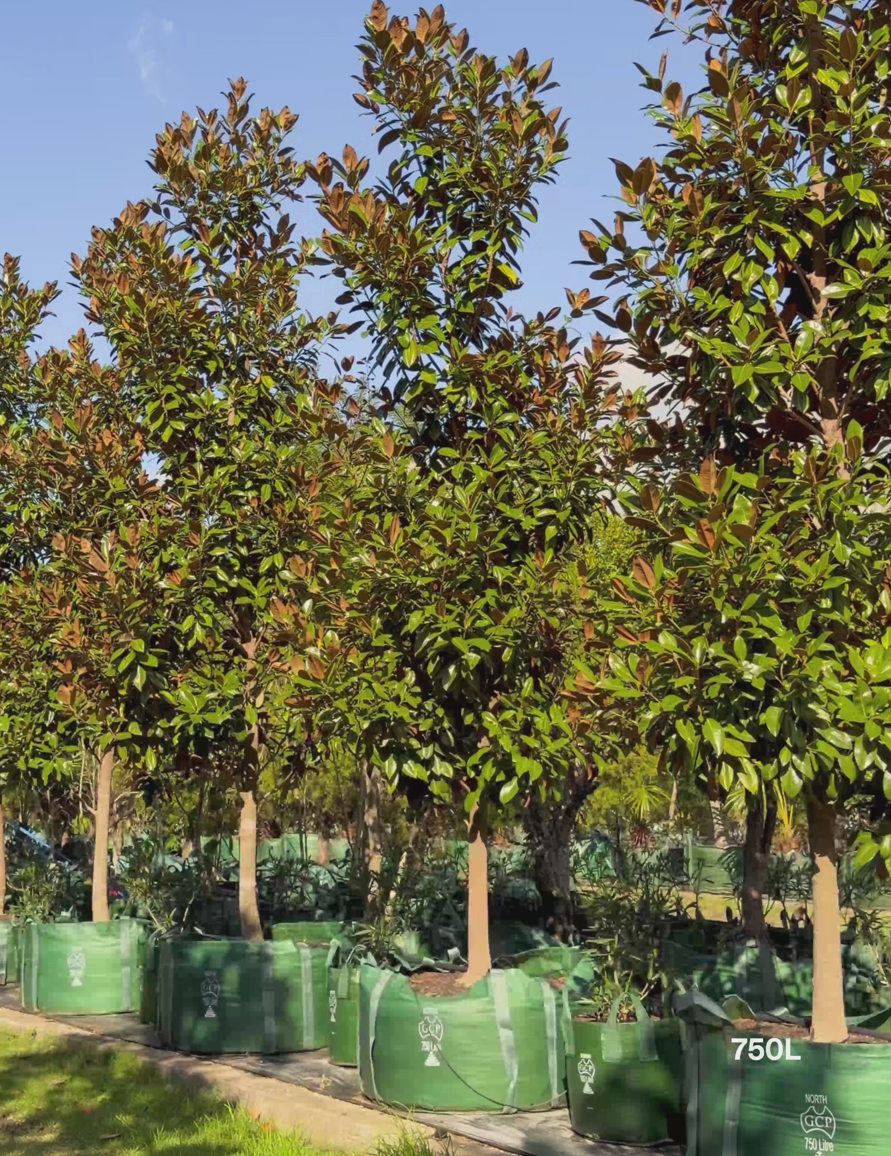 Load video: Magnolia grandiflora 'Exmouth'