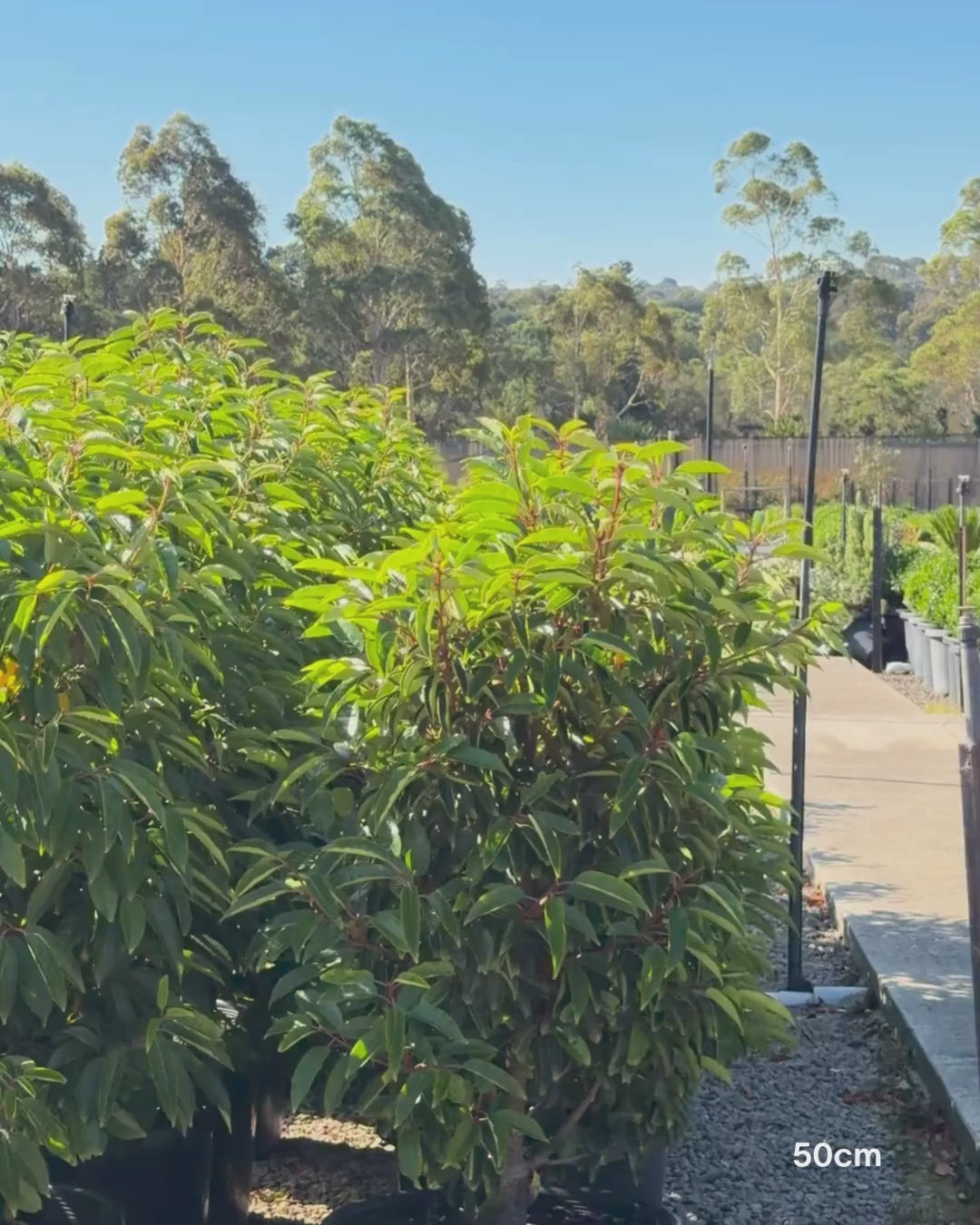 Load video: Prunus lusitanica - Portugese laurel