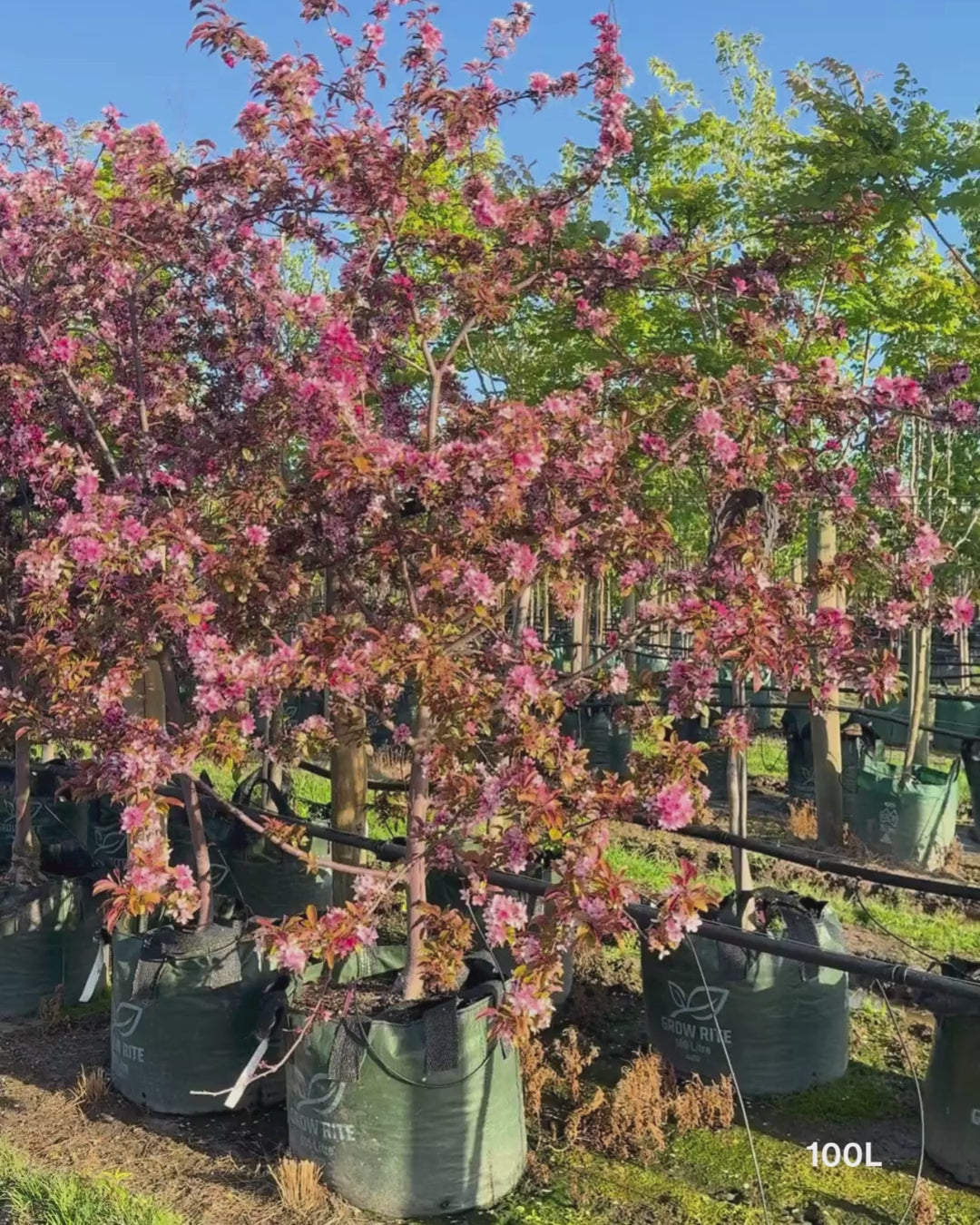 Load video: Malus 'Royal Raindrops'