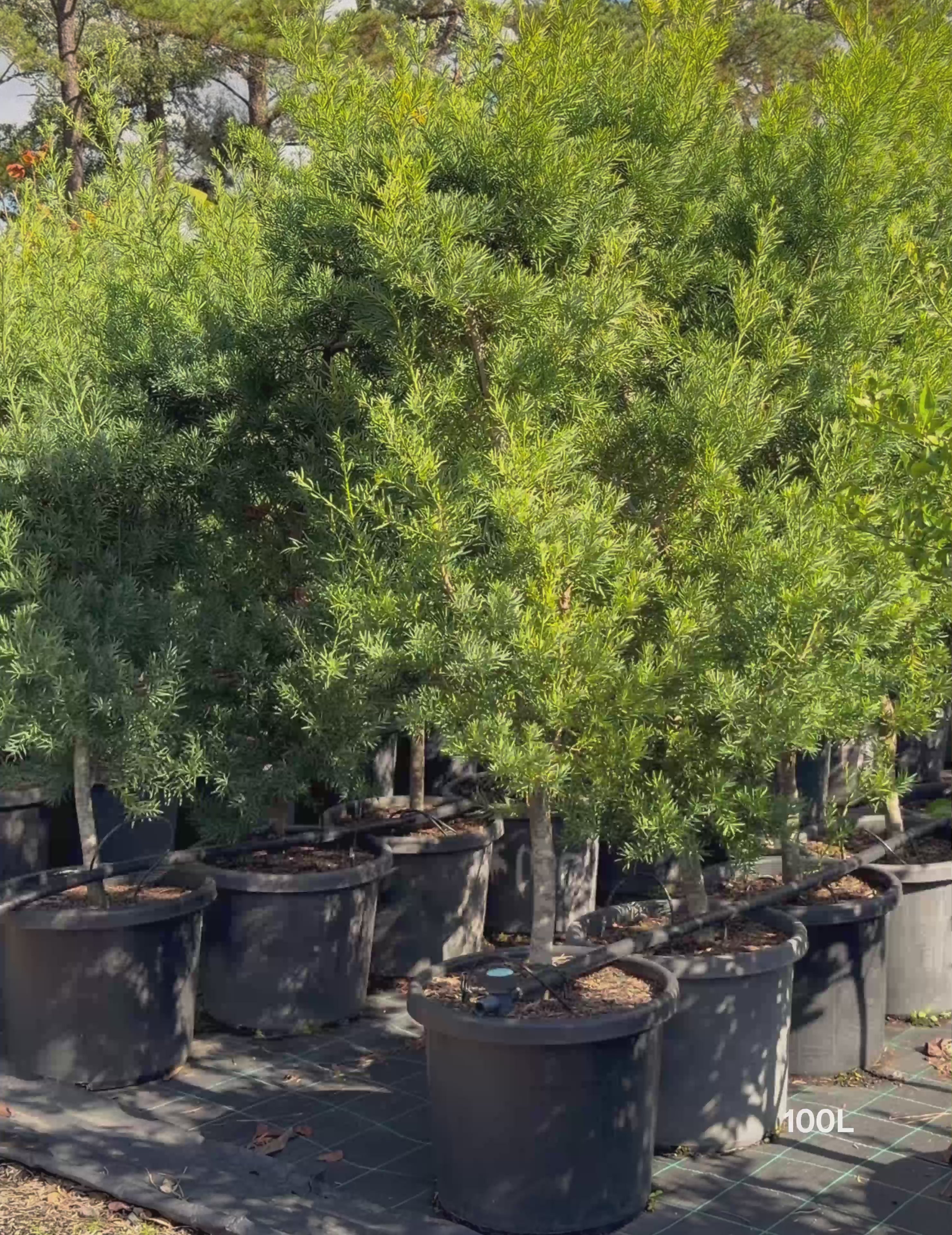 Podocarpus elatus – Brown Pine | Native Shade Tree