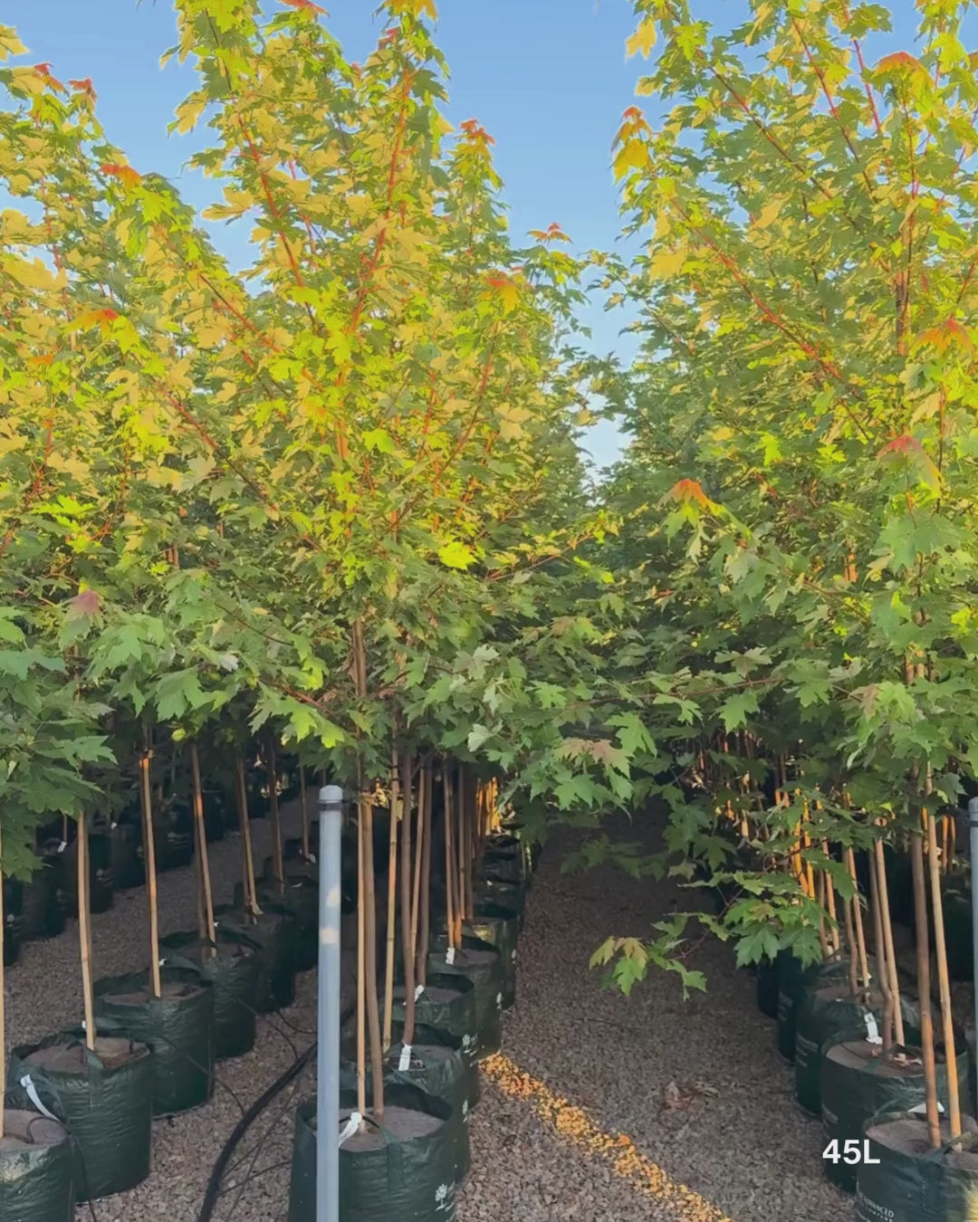 Load video: Acer rubrum 'Fairview Flame' - Canadian Maple