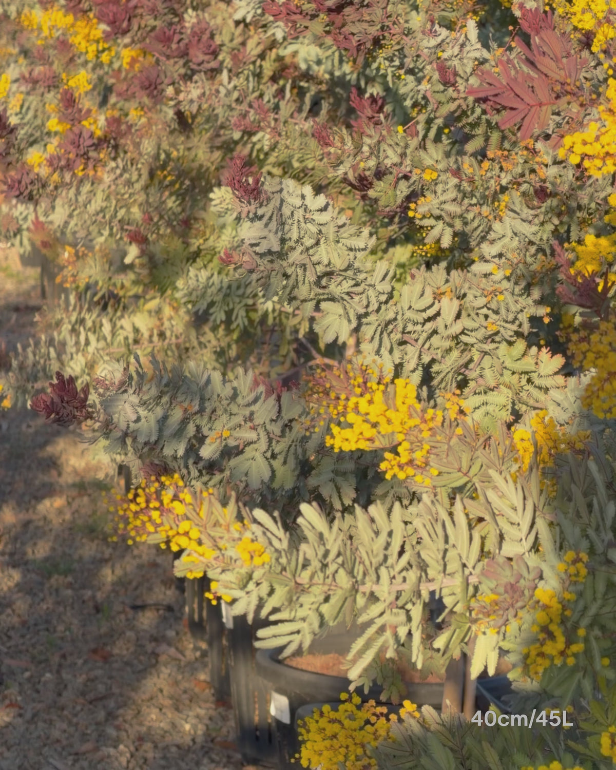Load video: Acacia baileyana 'Purpurea' - Purple-Leaf Wattle