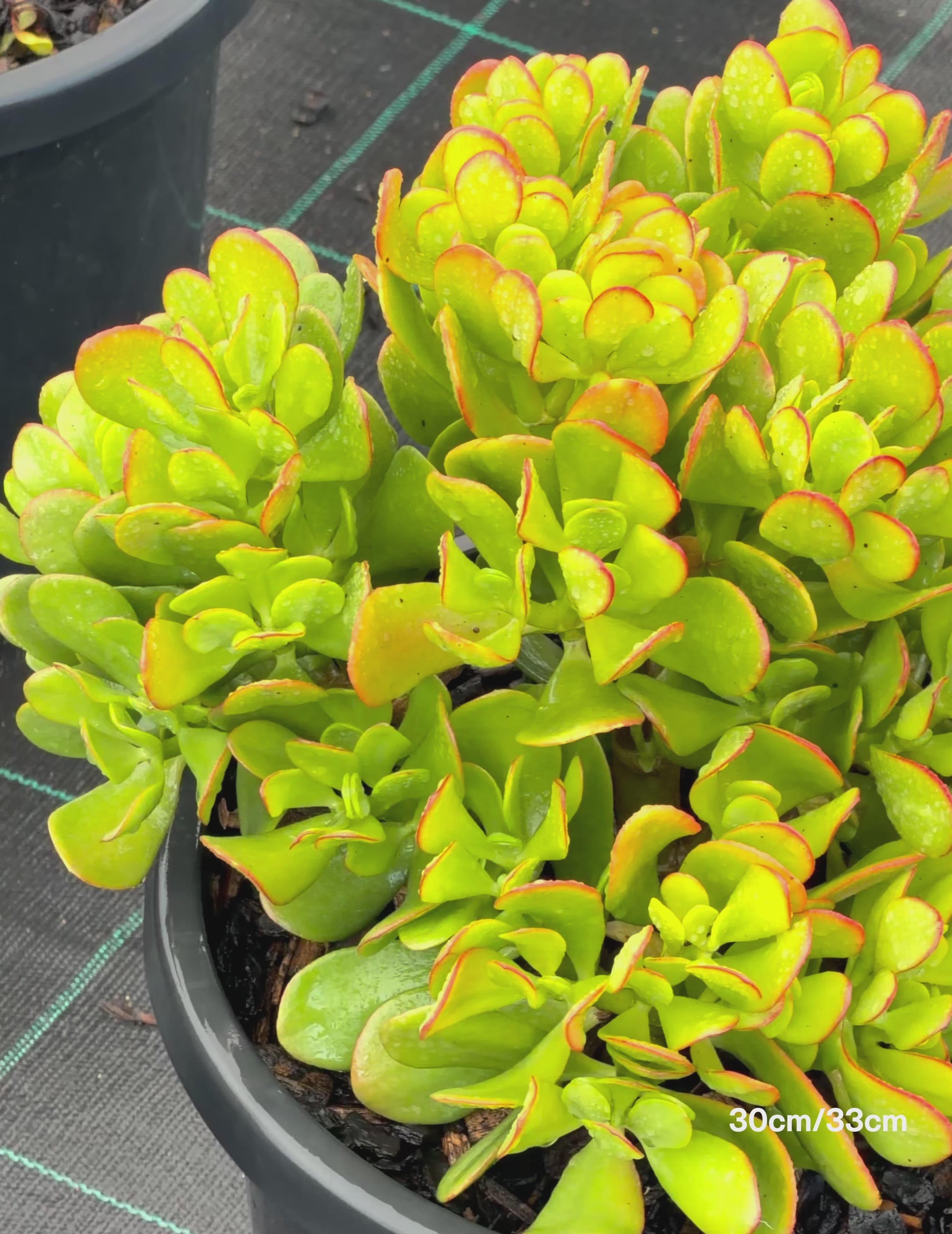 Load video: Crassula ‘Blue Bird’ – Blue Bird Jade Plant