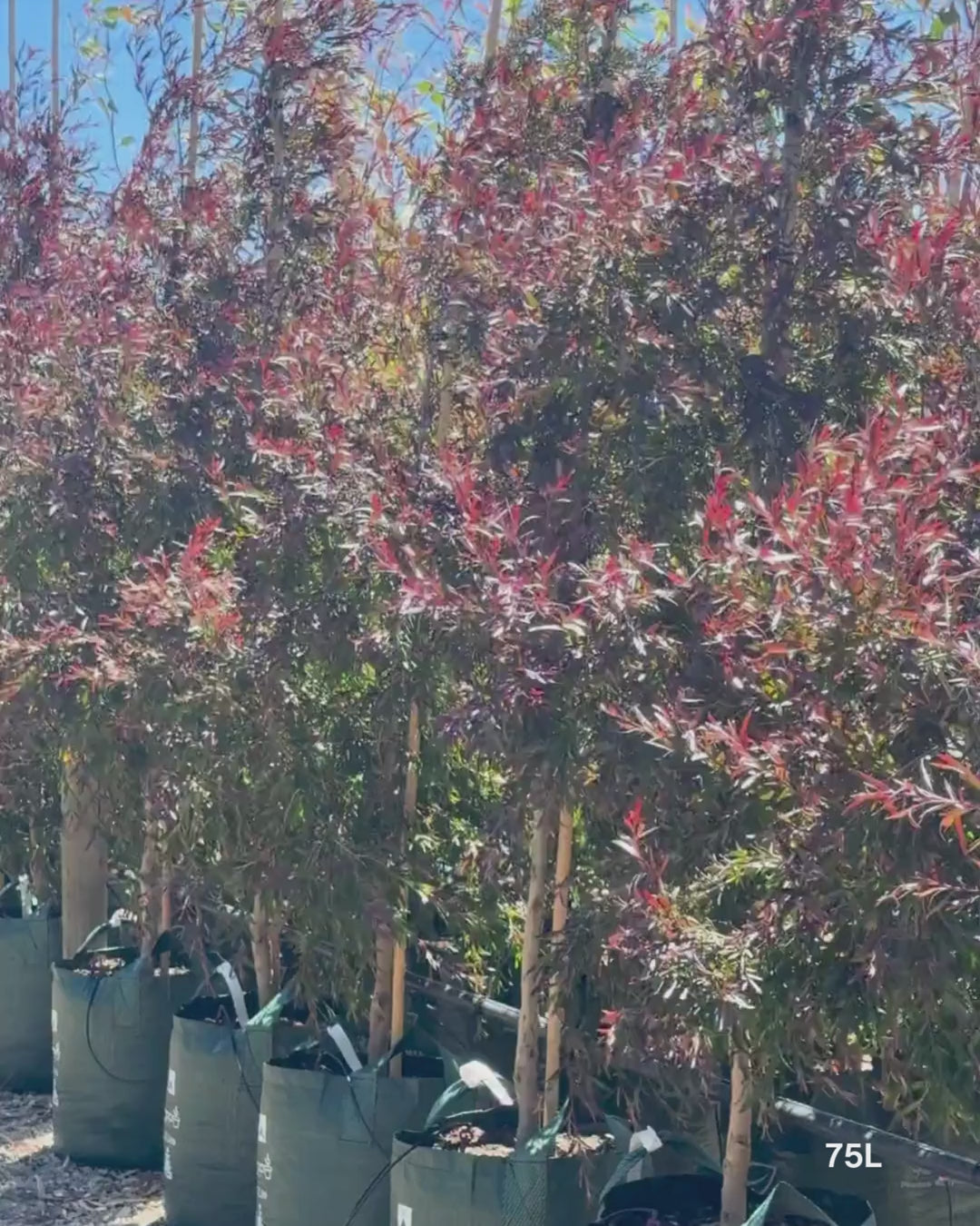 Load video: Leptospermum obovatum 'Starry Night' – Starry Night Tea Tree