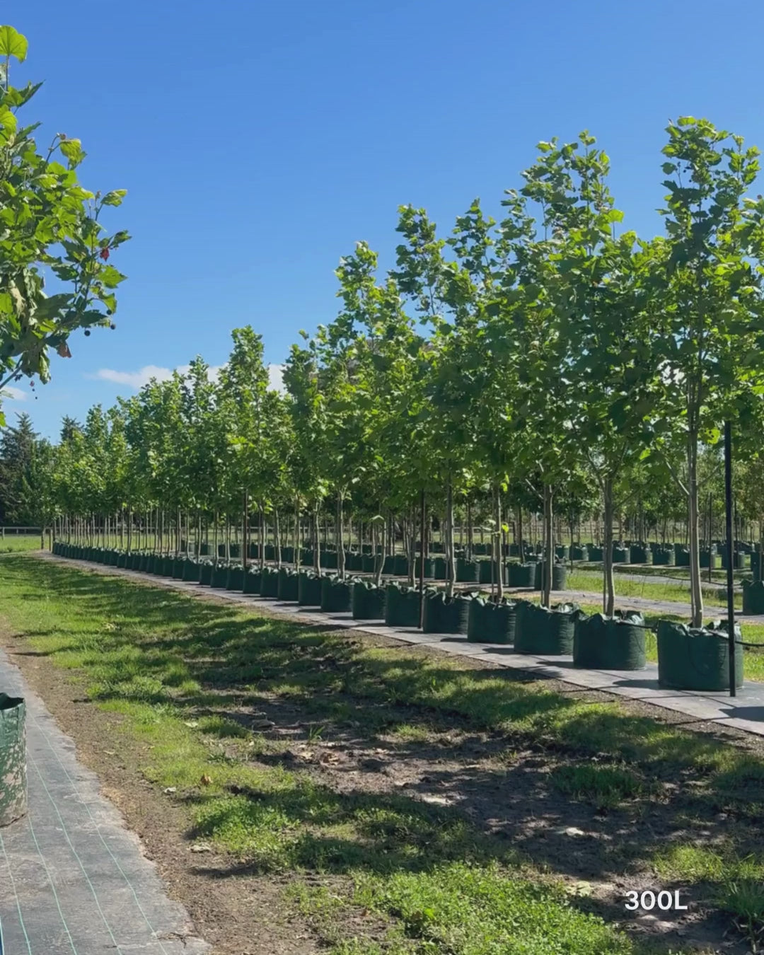Load video: Platanus x acerifolia - London Plain Tree