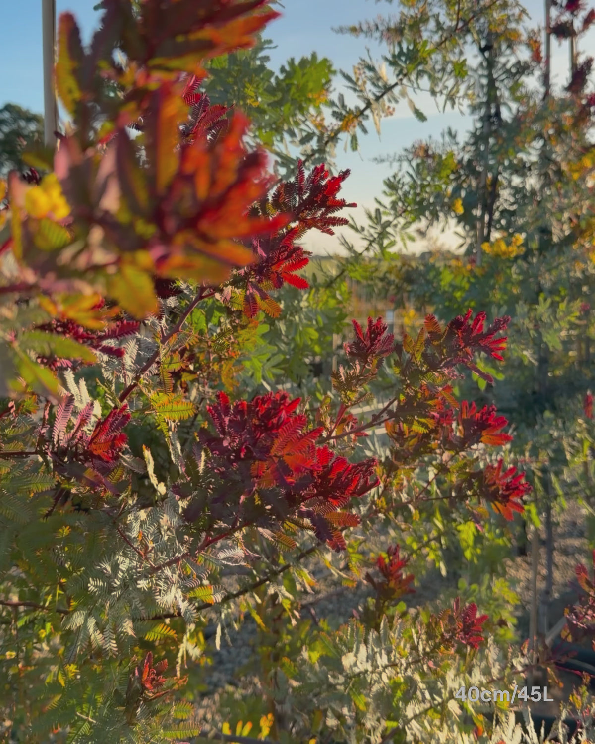 Load video: Acacia baileyana 'Purpurea' - Purple-Leaf Wattle