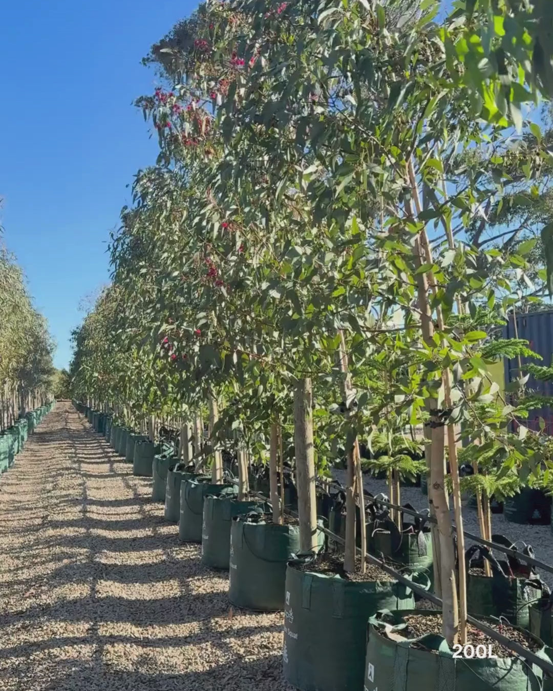 Load video: Eucalyptus leucoxylon 'Rosea' (Pink Flowering Yellow Gum)
