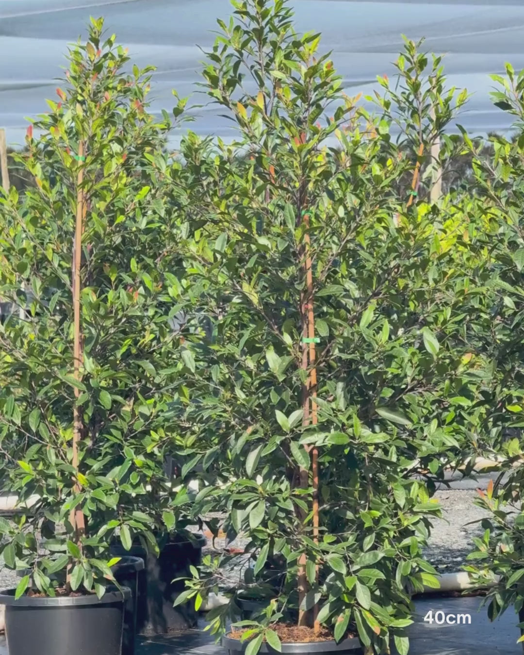 Load video: Elaeocarpus reticulatus -Blueberry Ash