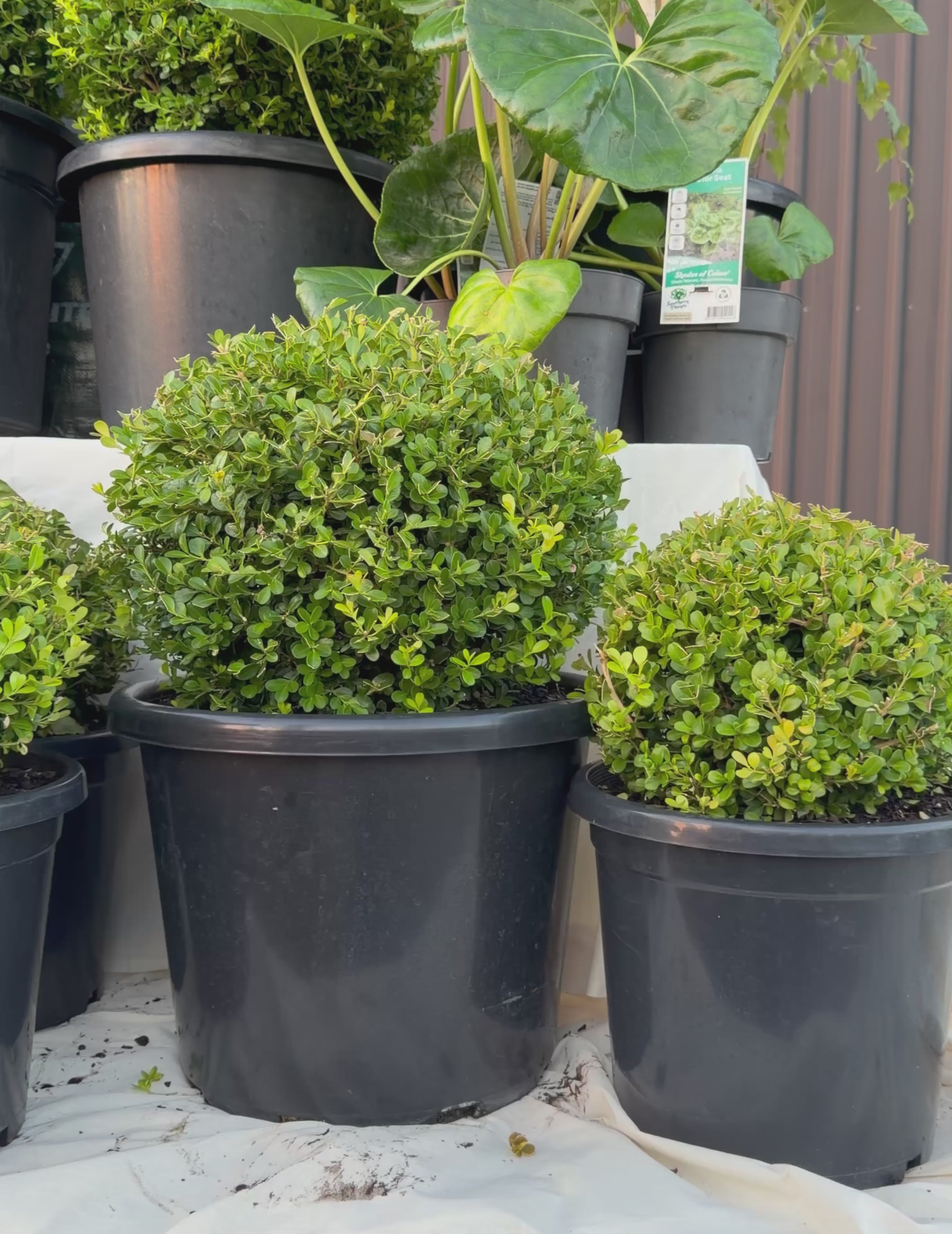 Load video: Buxus japonica Japanese Box Topiary Balls