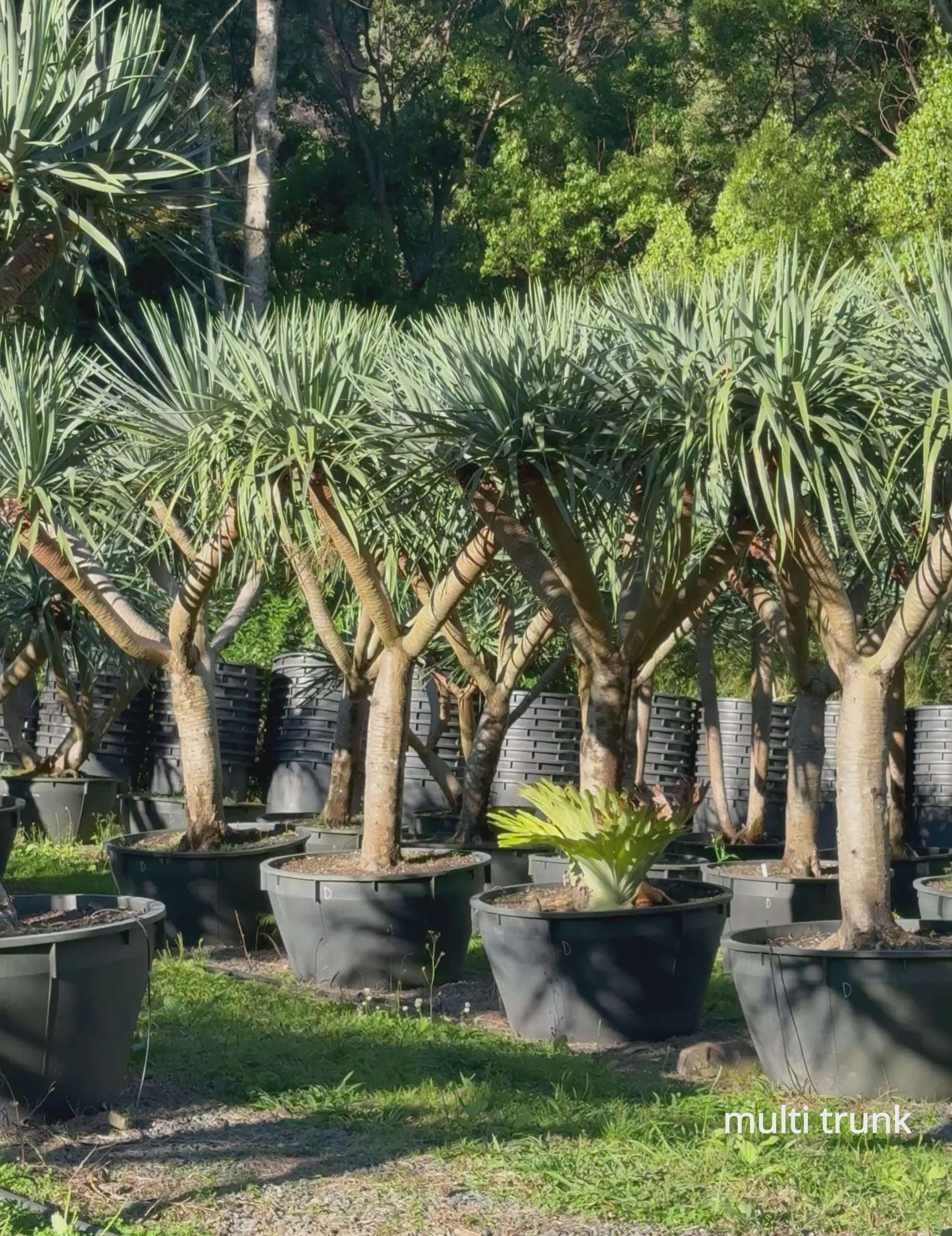 Load video: Dracaena draco – Dragon Tree