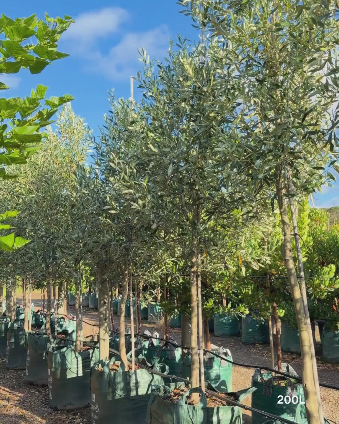 Load video: Olea europaea 'Manzanillo' - Olive