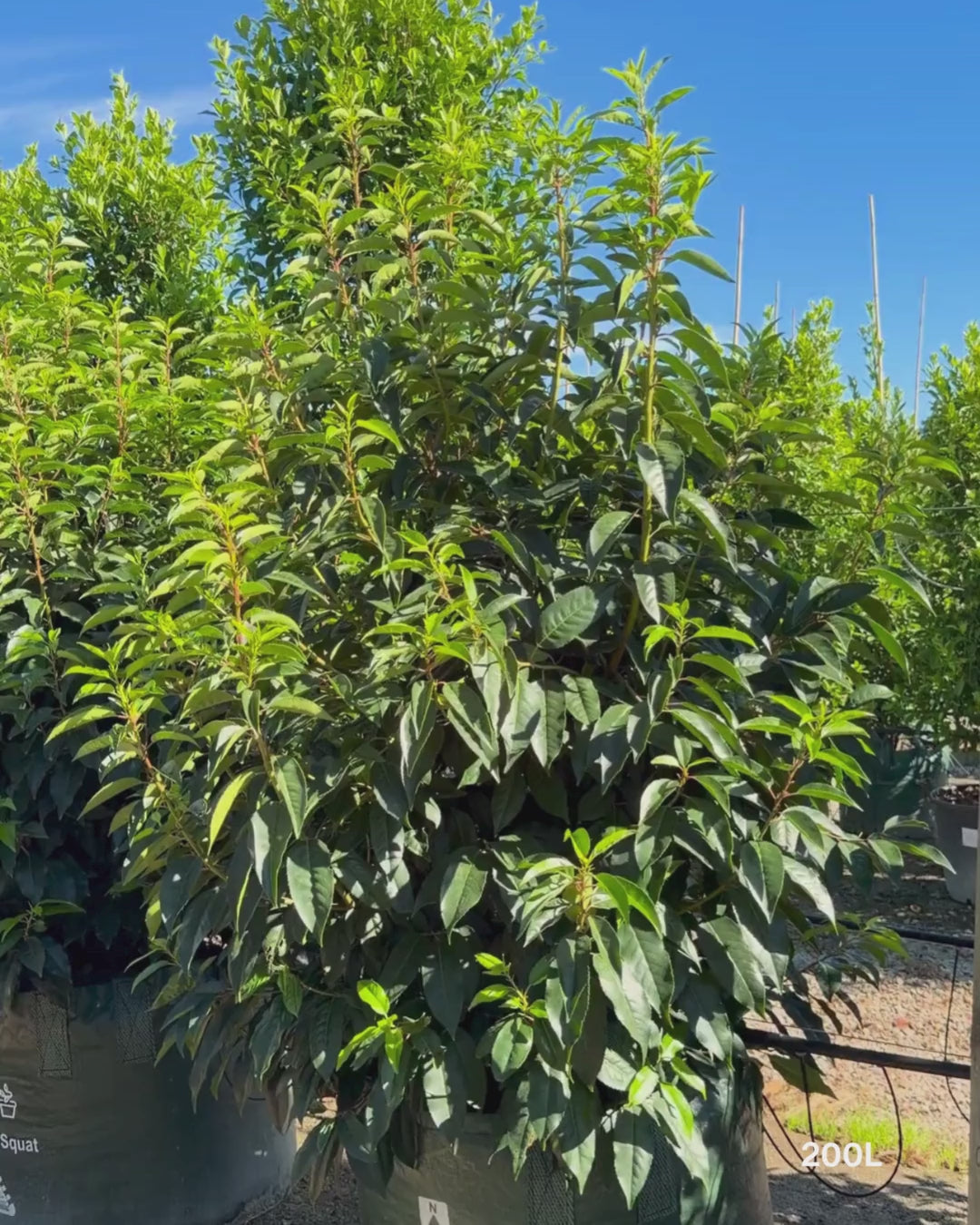 Load video: Prunus lusitanica - Portugese laurel