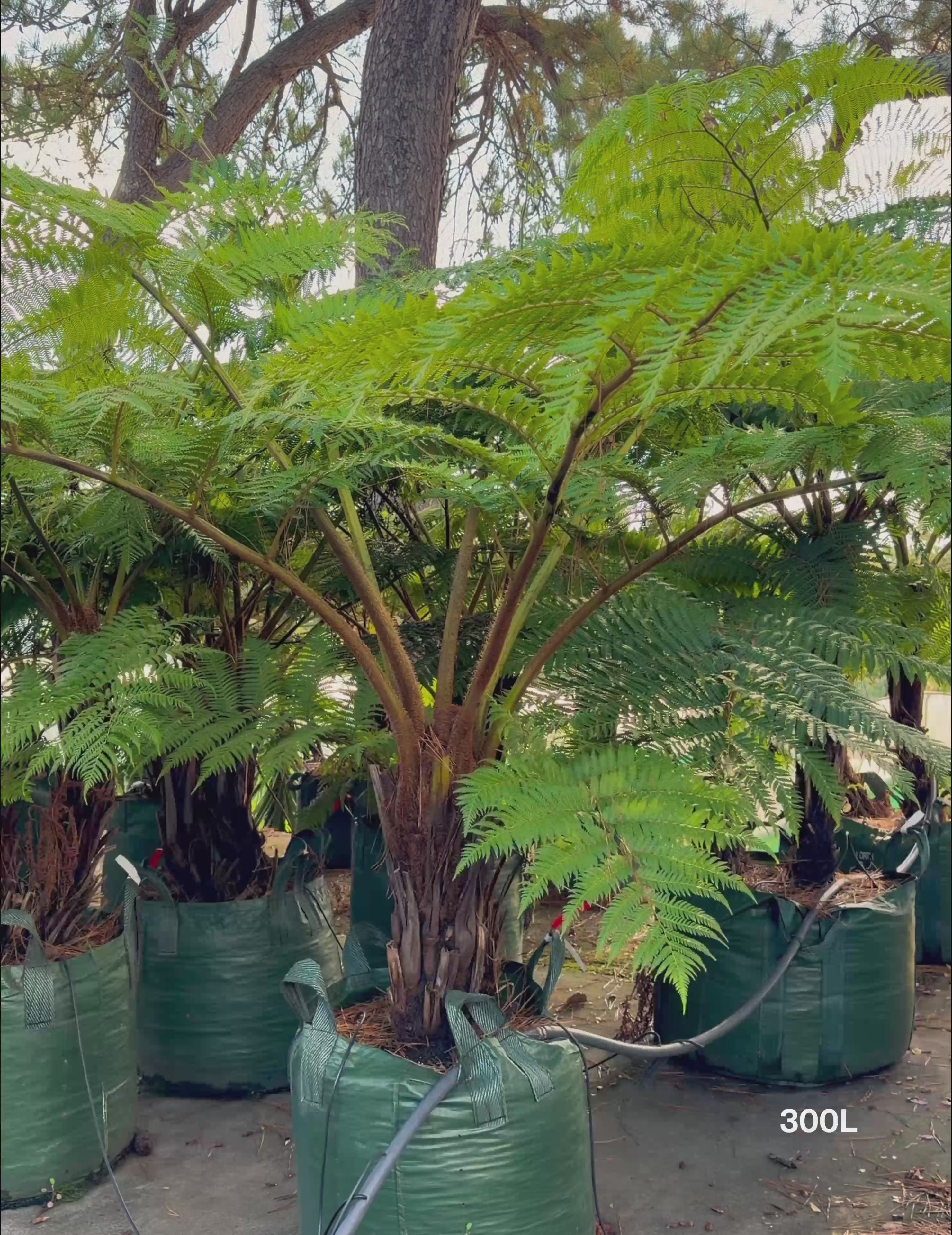 Load video: Cyathea cooperi – Australian Tree Fern