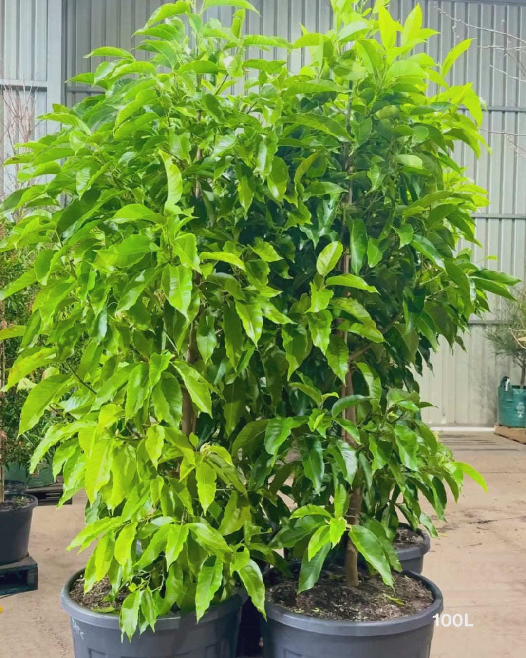 Load video: Michelia alba – White Champaca