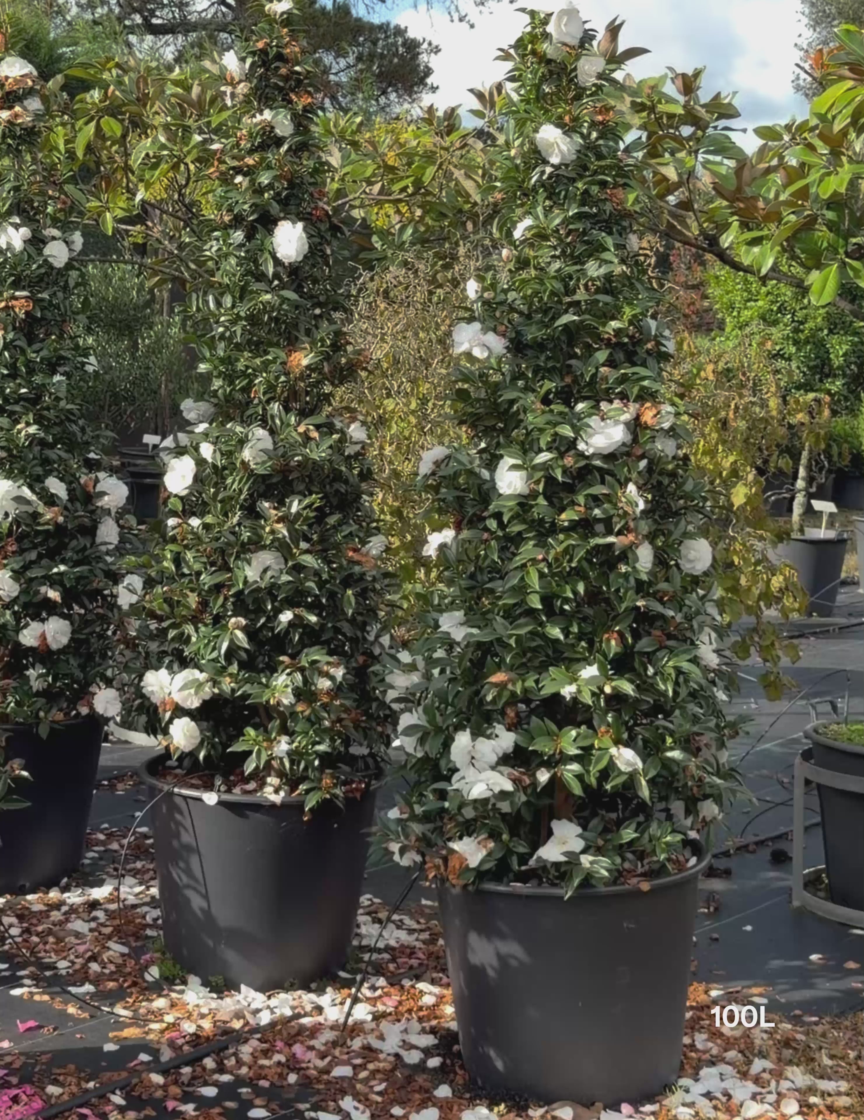 Load video: Camellia sasanqua ‘Early Pearly’ – Early Pearly Camellia