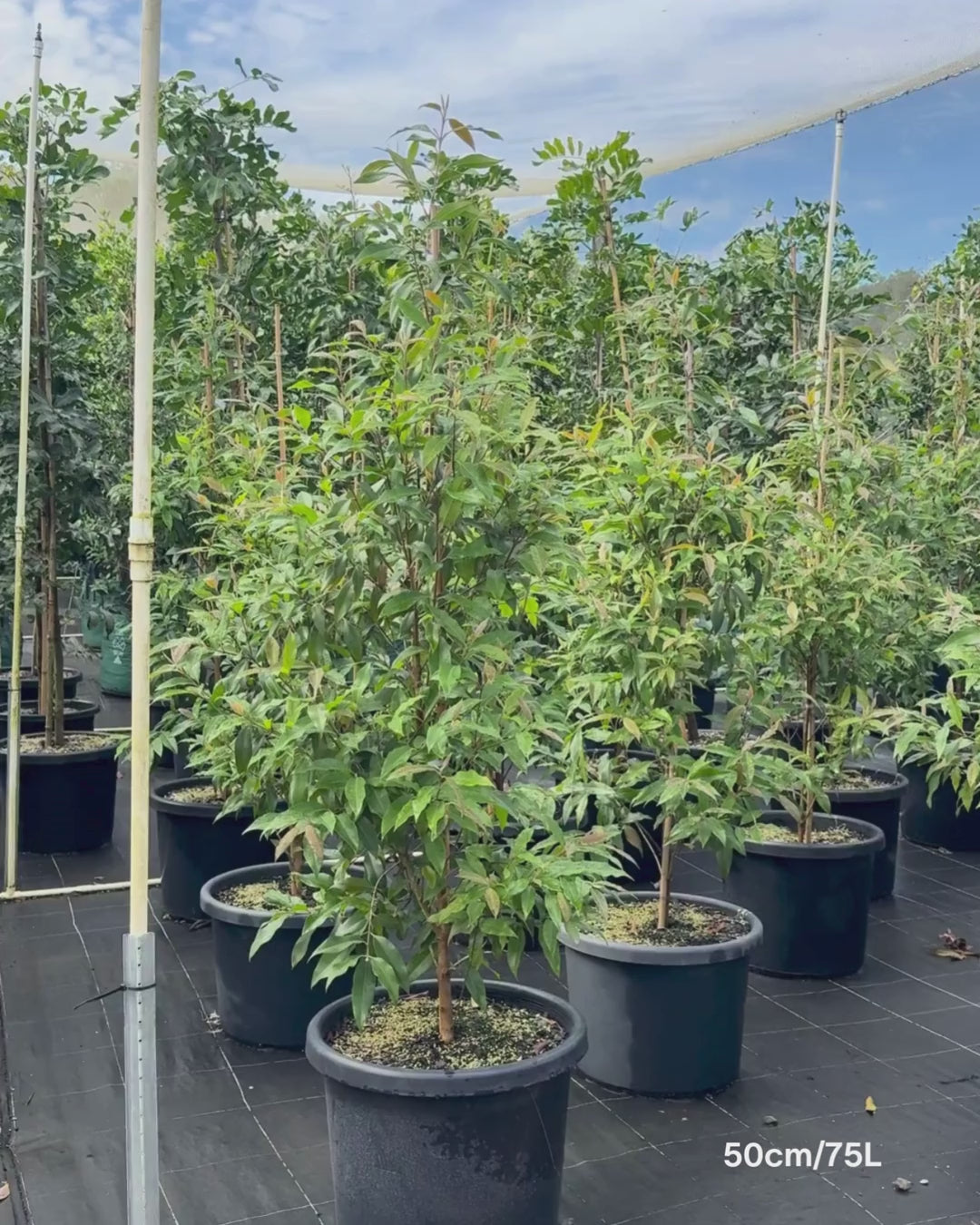 Load video: Backhousia citriodora Lemon Myrtle