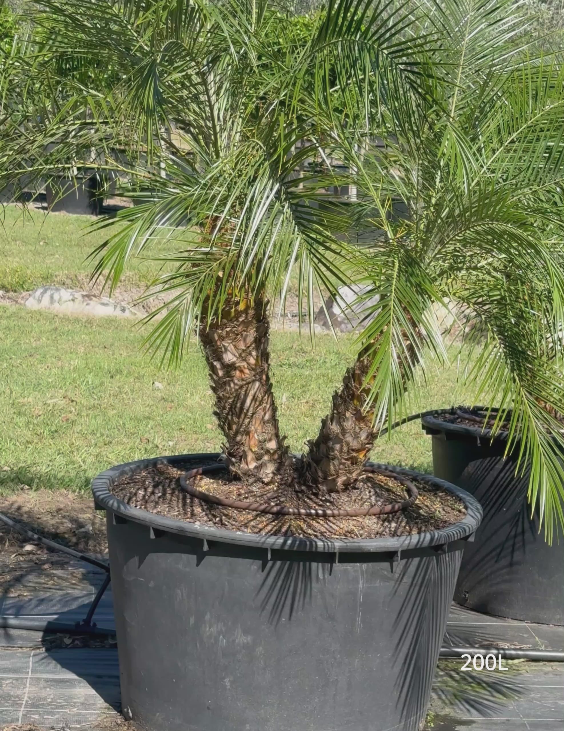 Load video: Phoenix Roebellini (Pygmy Date Palm)