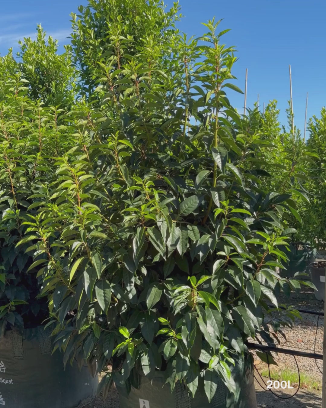 Load video: Ficus obliqua 'Figaro'