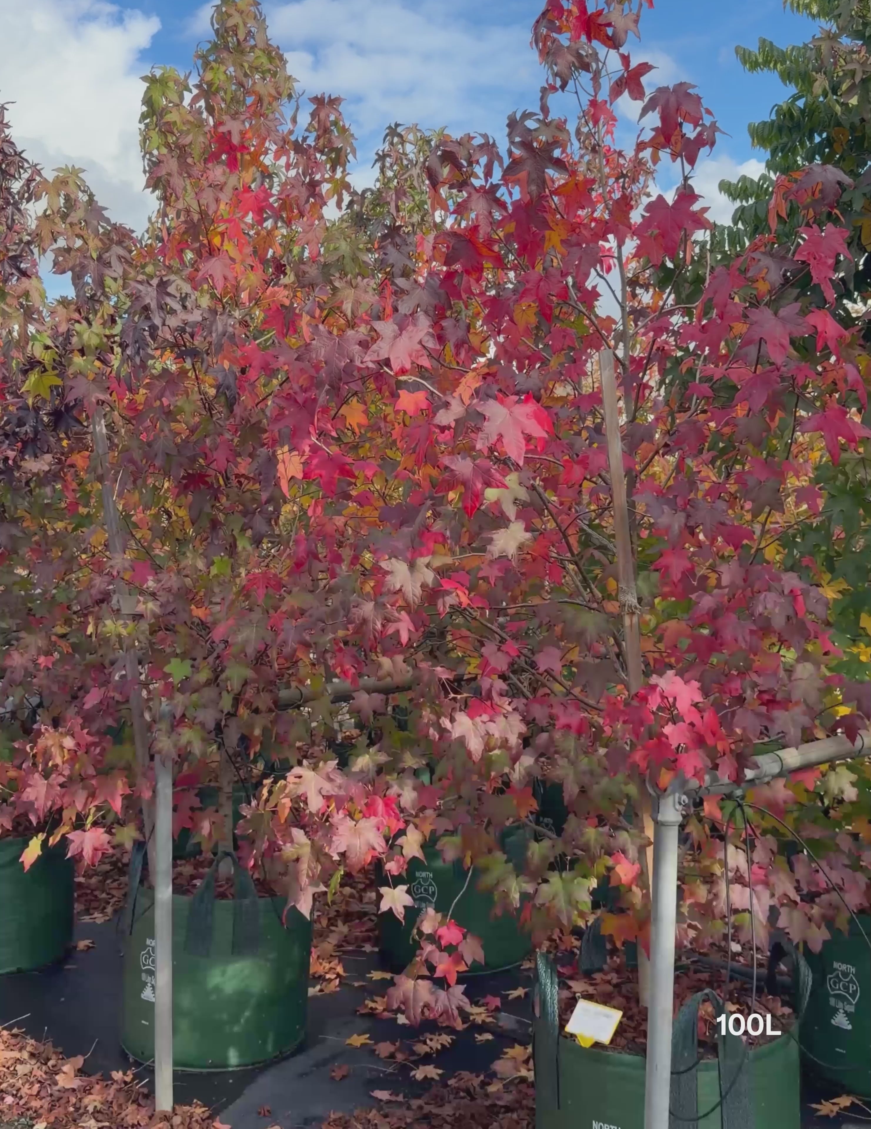 Load video: Liquidambar styraciflua Sweetgum