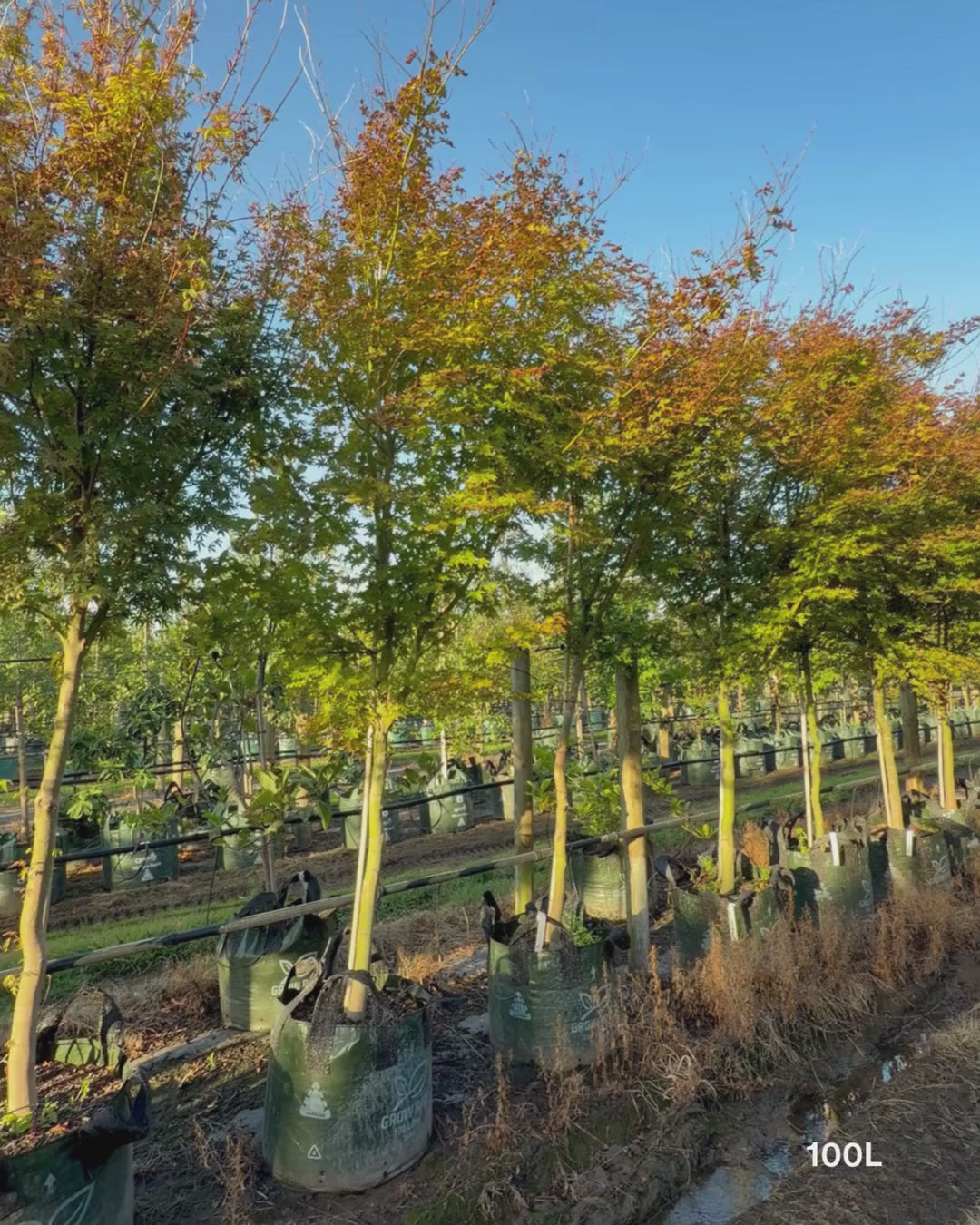 Load video: Acer palmatum - Japanese Maple