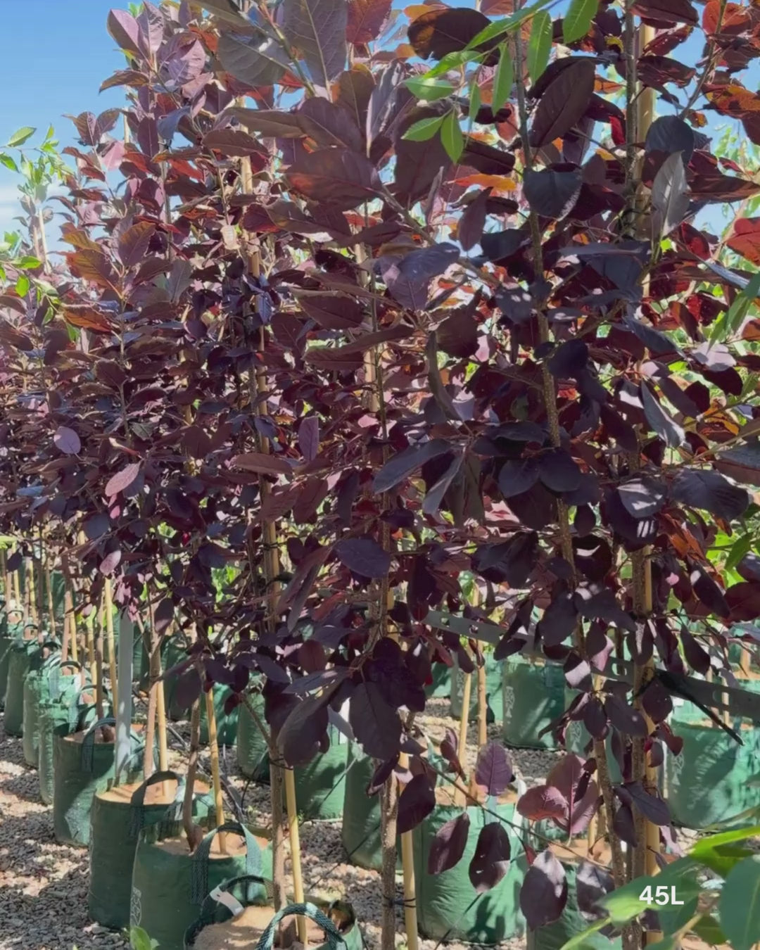 Load video: Prunus virginiana ‘Purple Jewel’ – Purple Jewel Chokecherry