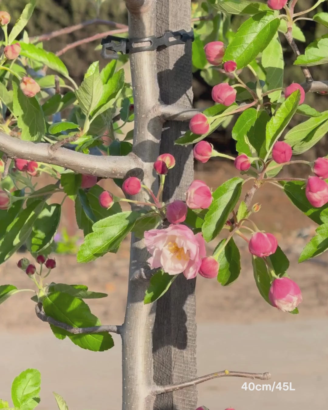 Load video: Malus ioensis 'Plena' – Double-Flowered Crab Apple