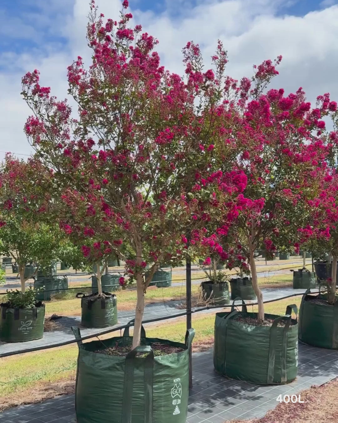 Load video: Lagerstroemia indica 'Tuscarora' - Dark Pink Crepe Myrtle