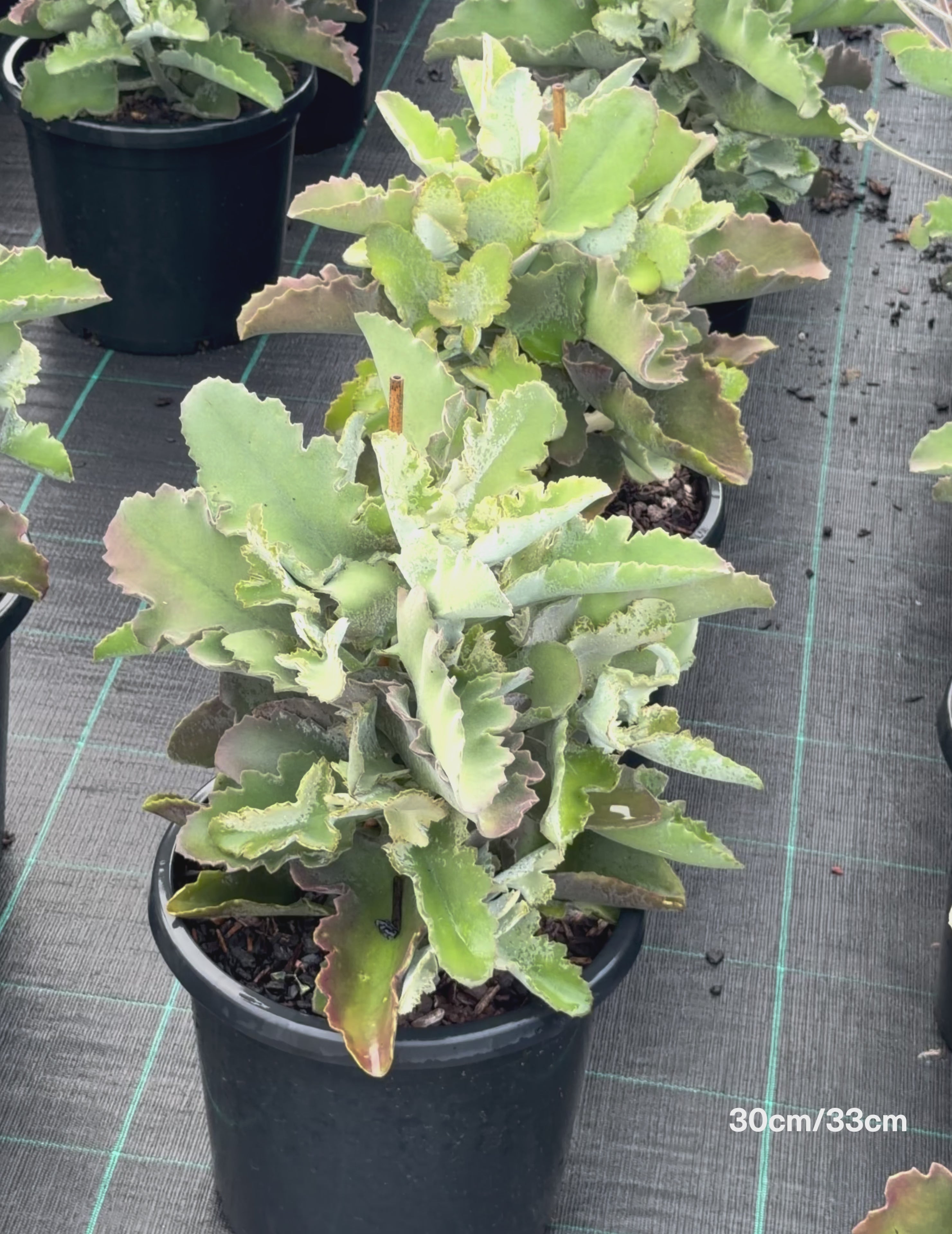 Load video: Kalanchoe beharensis – Felt Bush