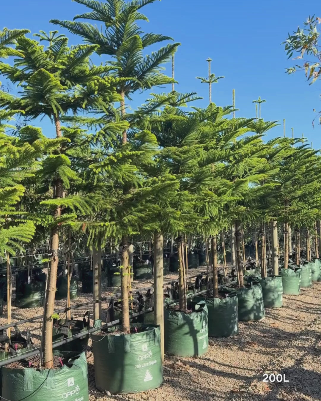 Load video: Araucaria heterophylla - Norfolk Island Pine