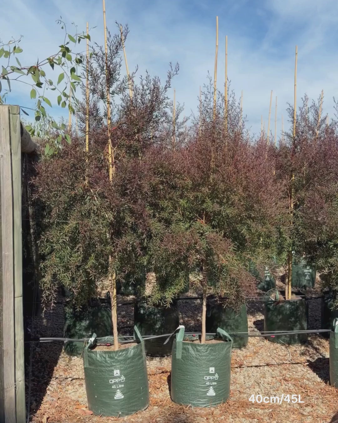Load video: Leptospermum obovatum 'Starry Night' – Starry Night Tea Tree