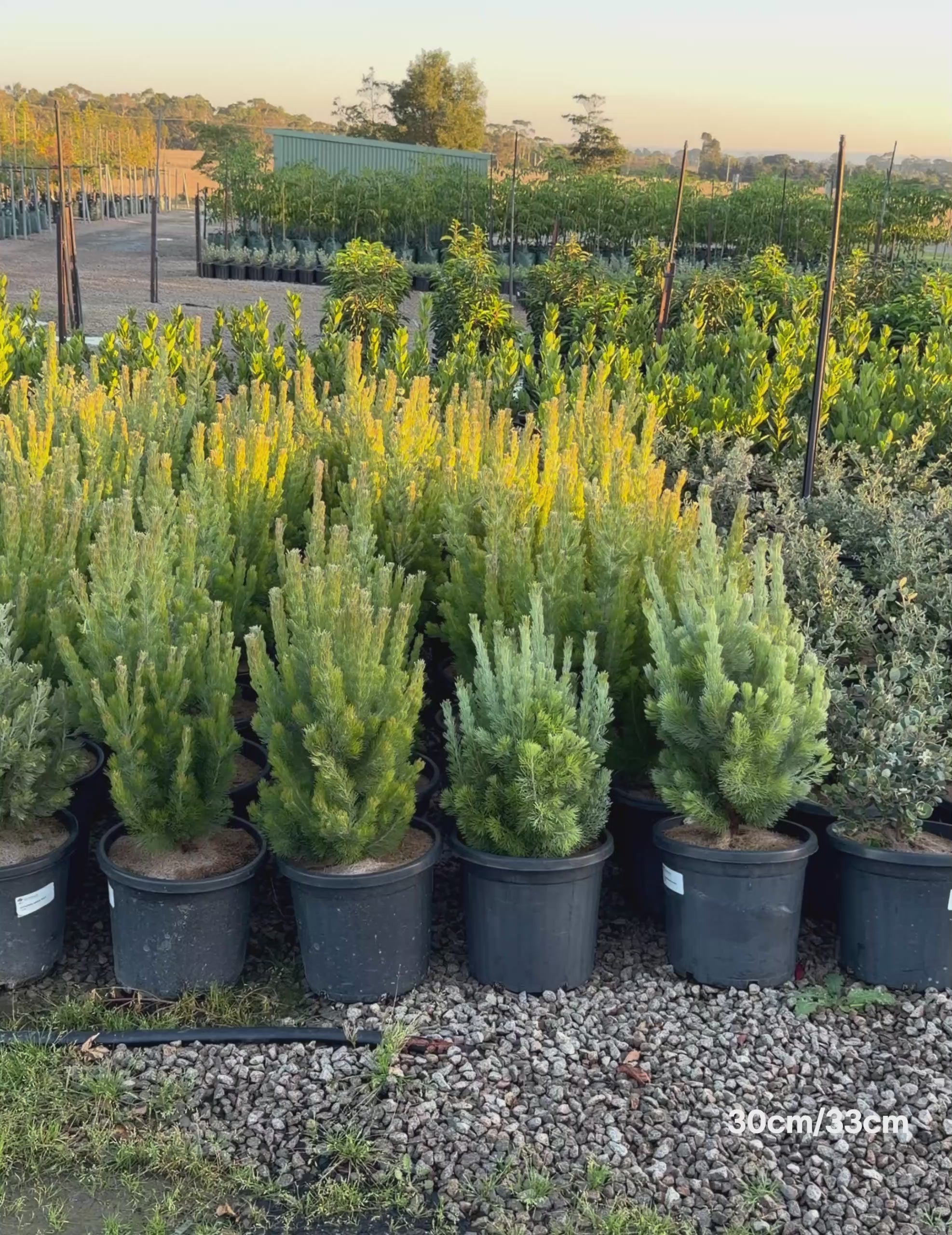 Load video: Adenanthos sericeus - Woolly Bush