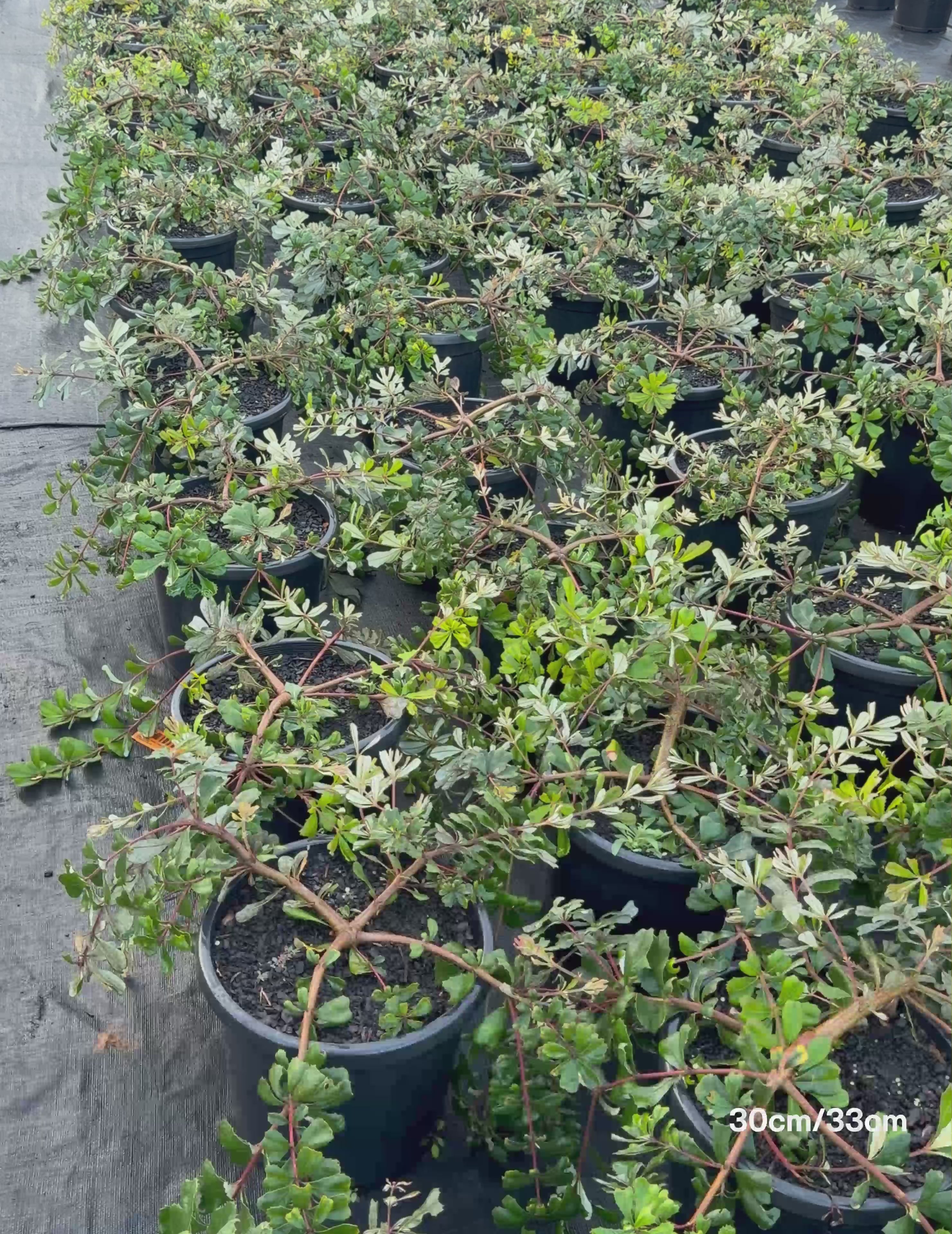 Load video: Banksia 'Roller Coaster' – Prostrate Coast Banksia