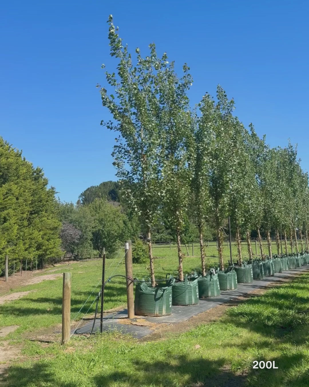 Load video: Populus euramericana nigra 'Crows Nest'