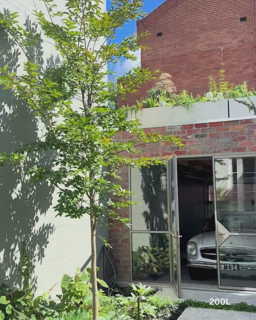 Load video: Lagerstroemia indica 'Natchez' (White) - Crepe Myrtle