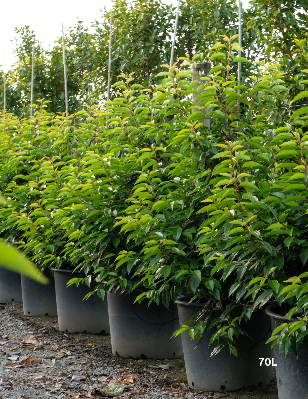 Prunus lusitanica - Portugese laurel - Evergreen Trees Direct
