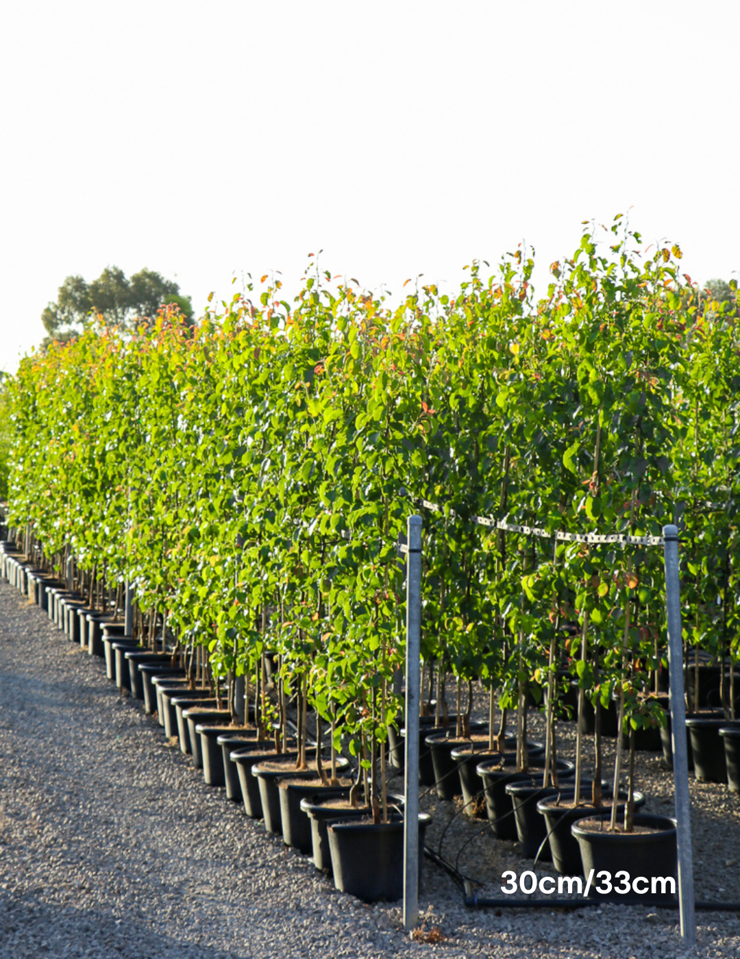 Pyrus calleryana Capital - Evergreen Trees Direct