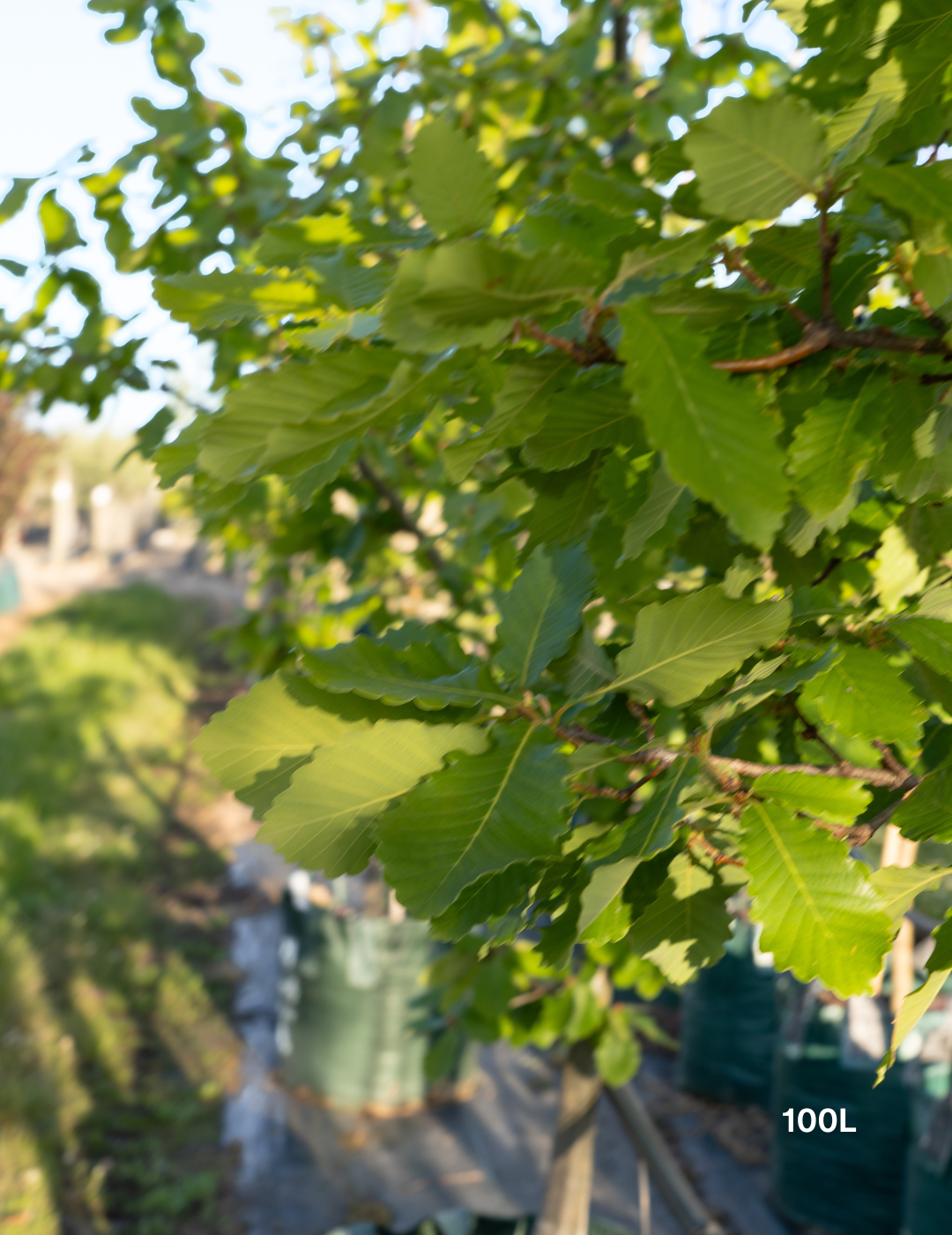 Quercus canariensis – Algerian Oak / Mirbeck’s Oak - Evergreen Trees Direct