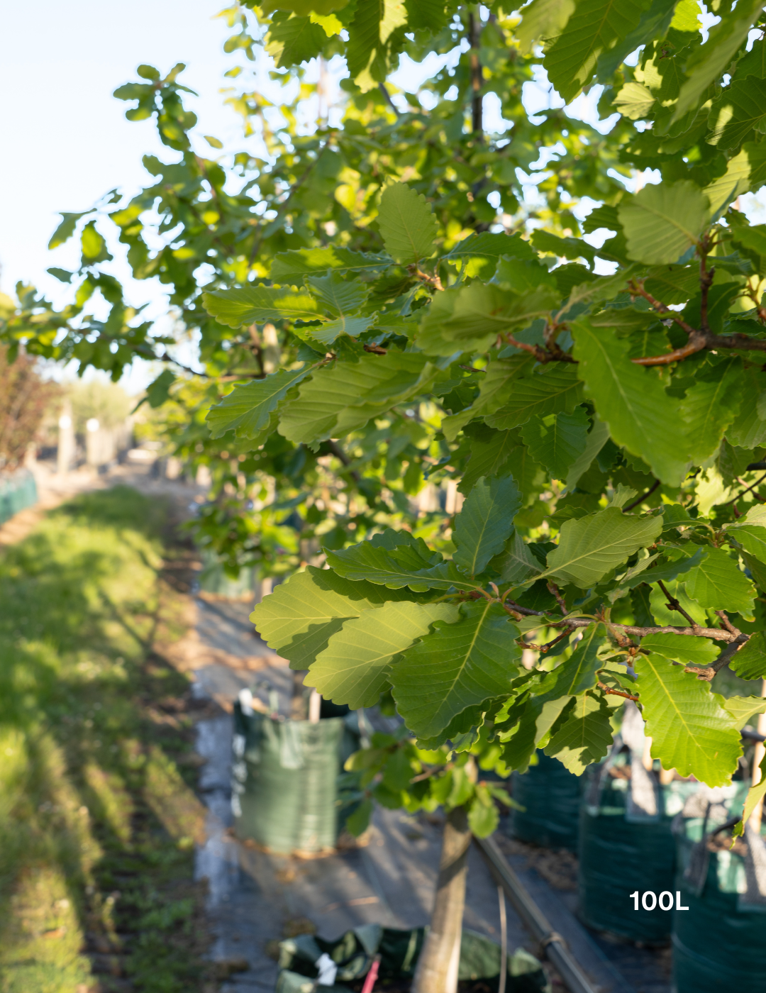 Quercus canariensis – Algerian Oak / Mirbeck’s Oak - Evergreen Trees Direct