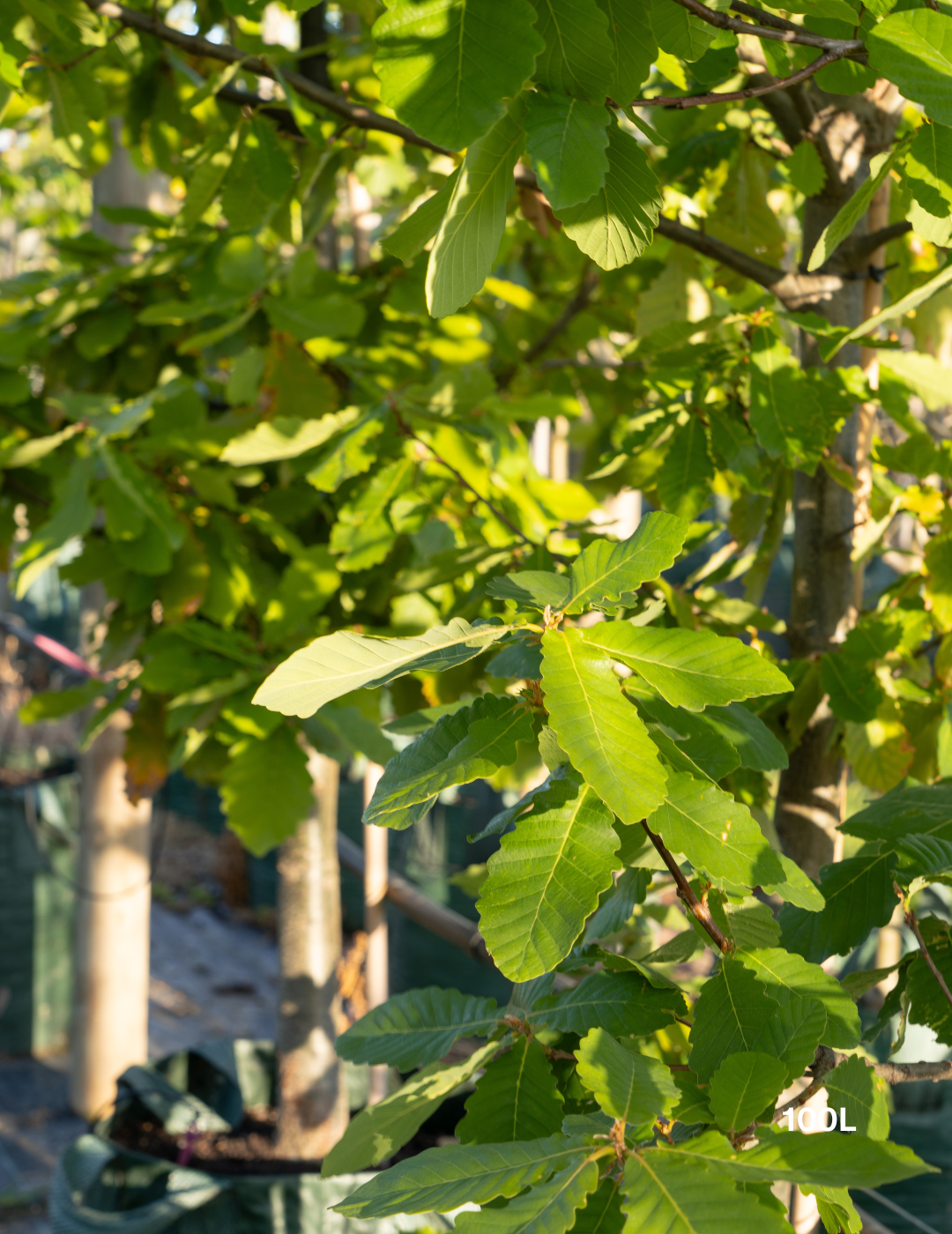 Quercus canariensis – Algerian Oak / Mirbeck’s Oak - Evergreen Trees Direct