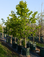 Quercus canariensis – Algerian Oak / Mirbeck’s Oak - Evergreen Trees Direct