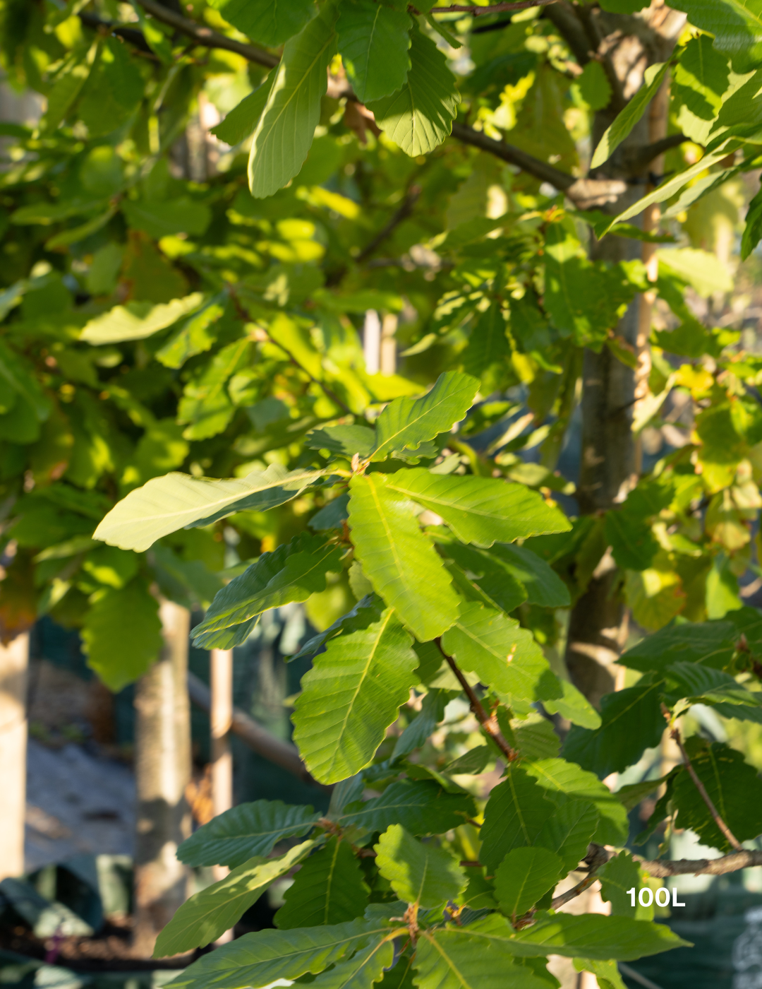 Quercus canariensis – Algerian Oak / Mirbeck’s Oak - Evergreen Trees Direct