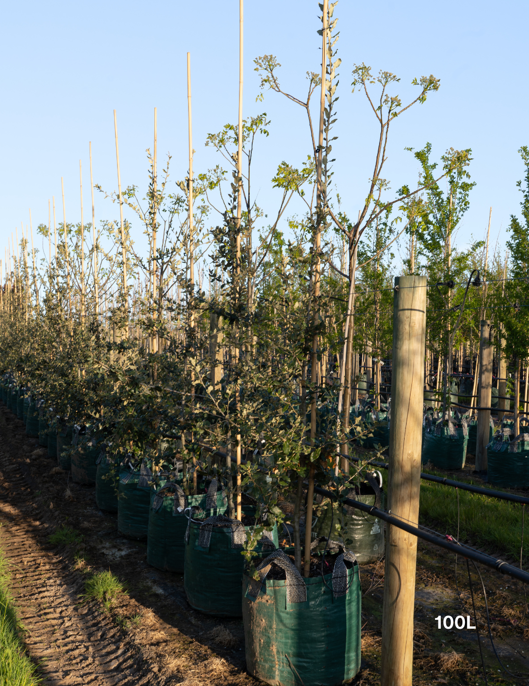 Quercus ilex – Holm Oak / Evergreen Oak - Evergreen Trees Direct