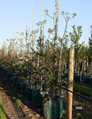 Quercus ilex – Holm Oak / Evergreen Oak - Evergreen Trees Direct