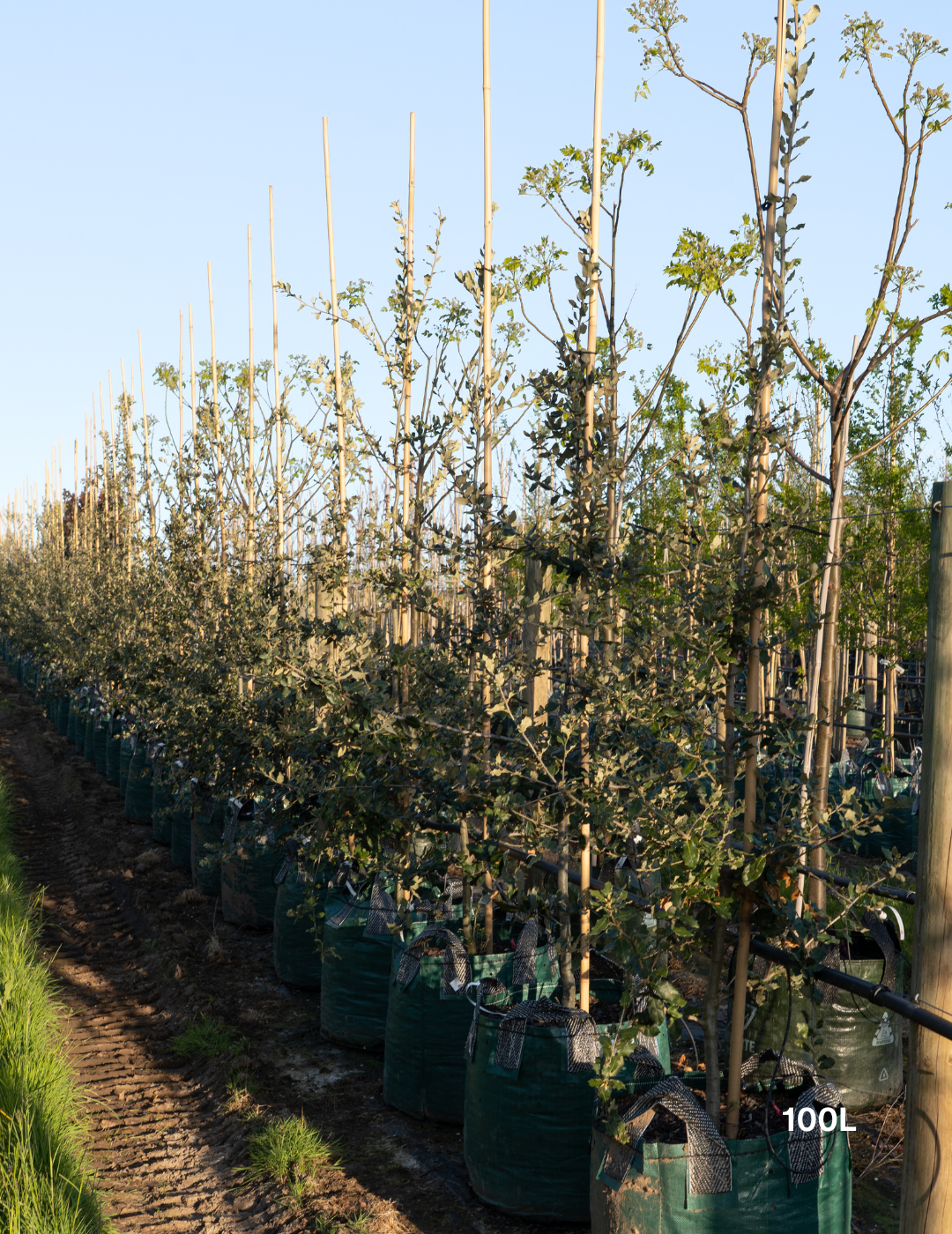 Quercus ilex – Holm Oak / Evergreen Oak - Evergreen Trees Direct