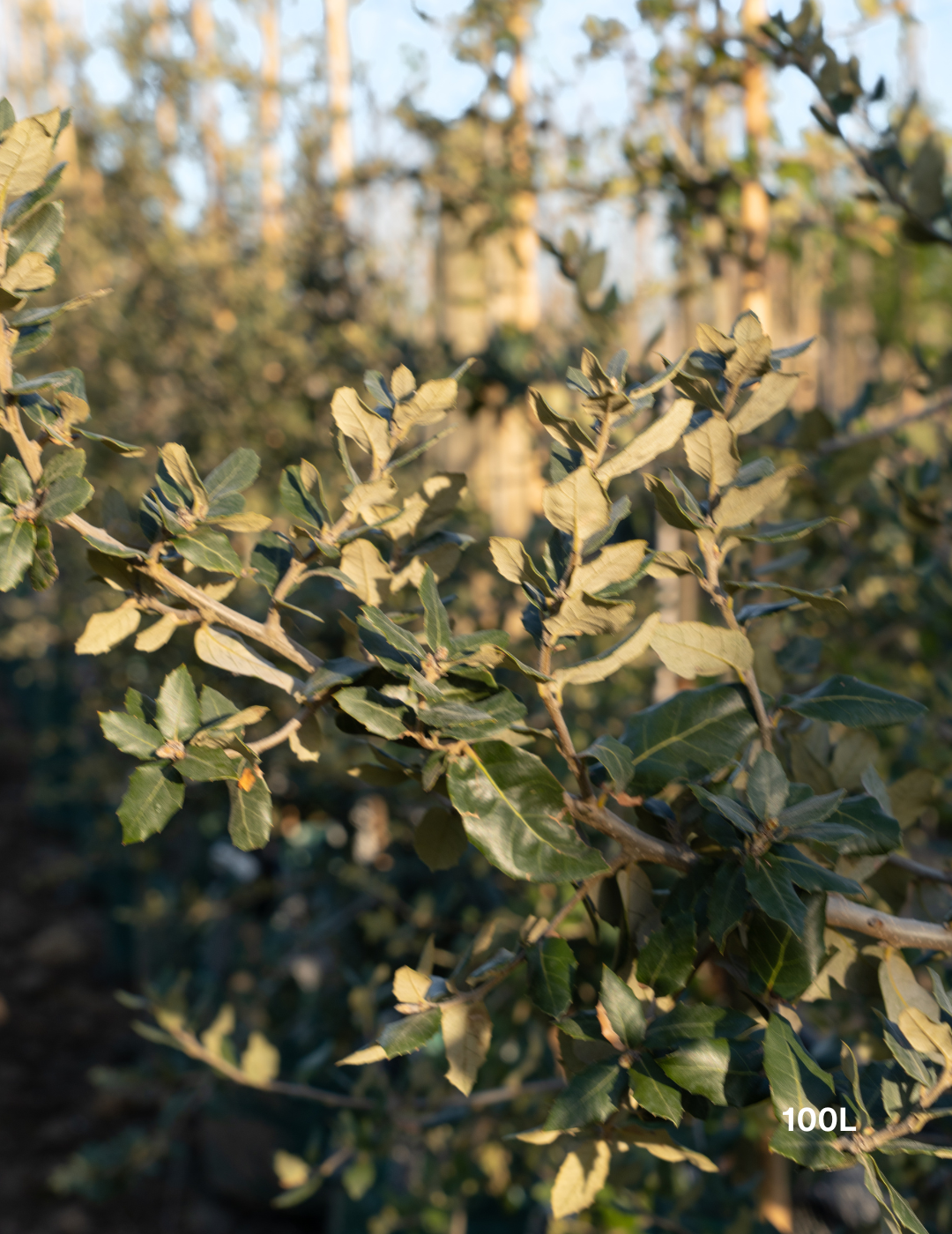Quercus ilex – Holm Oak / Evergreen Oak - Evergreen Trees Direct