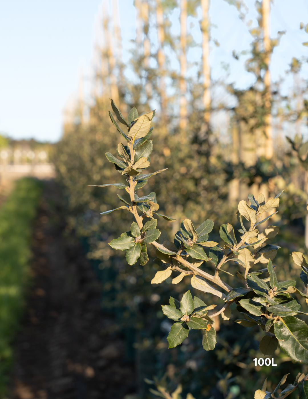 Quercus ilex – Holm Oak / Evergreen Oak - Evergreen Trees Direct